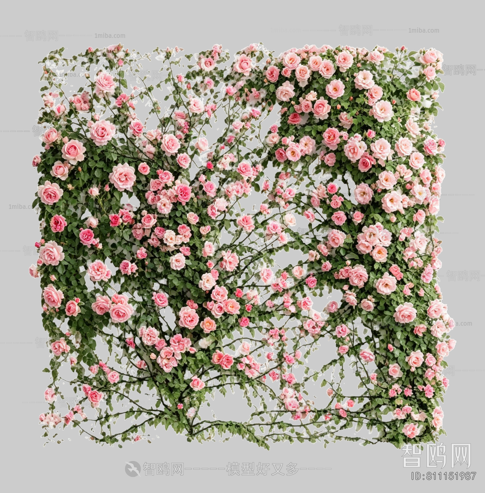 Plant Leaves