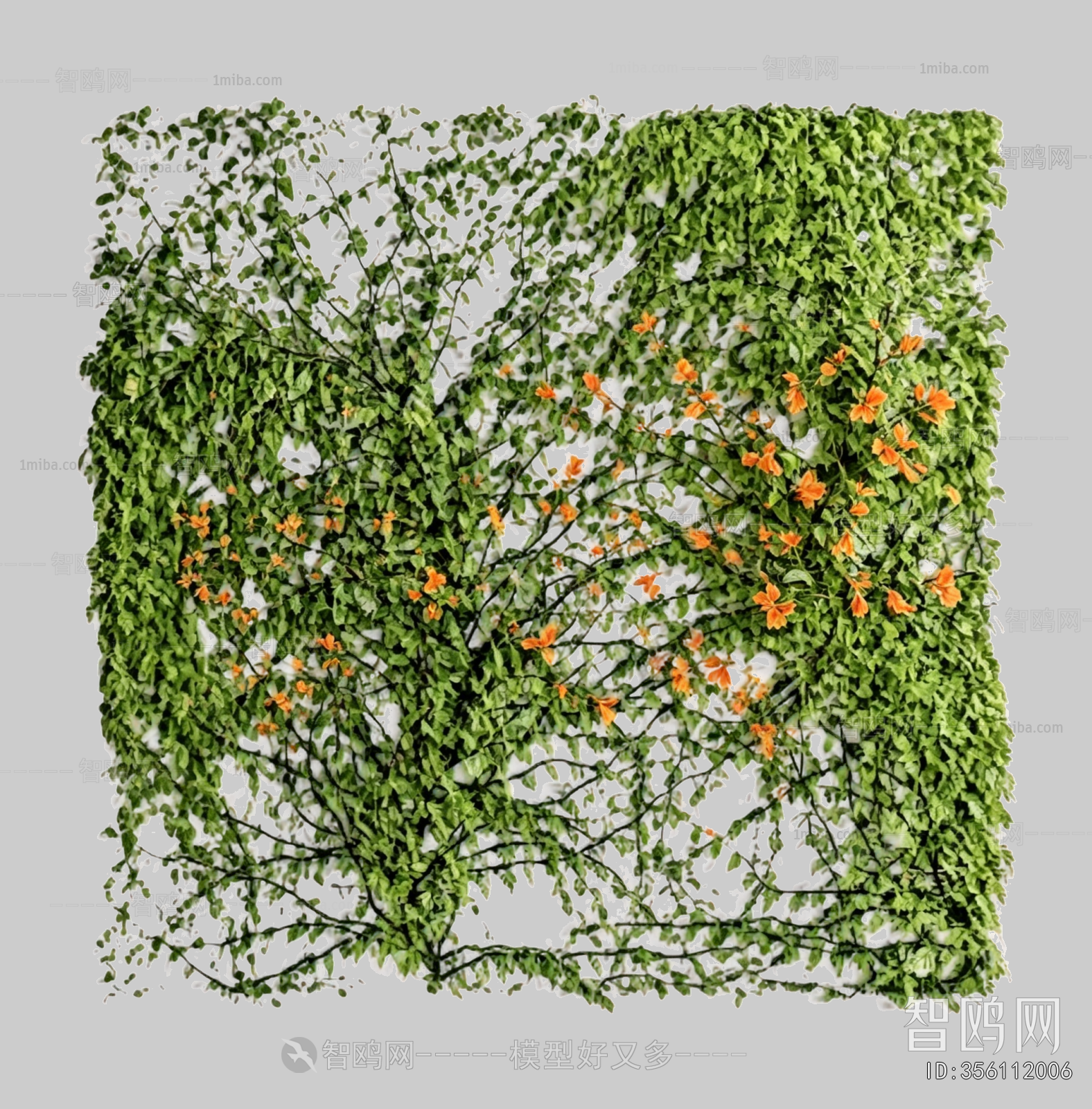 Plant Leaves