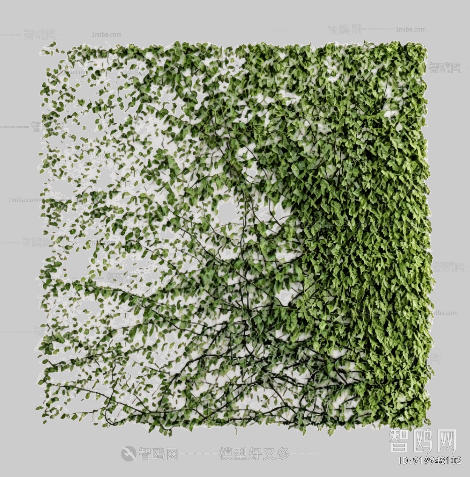 Plant Leaves