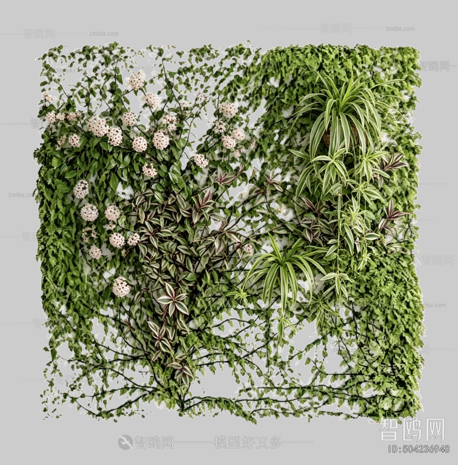 Plant Leaves