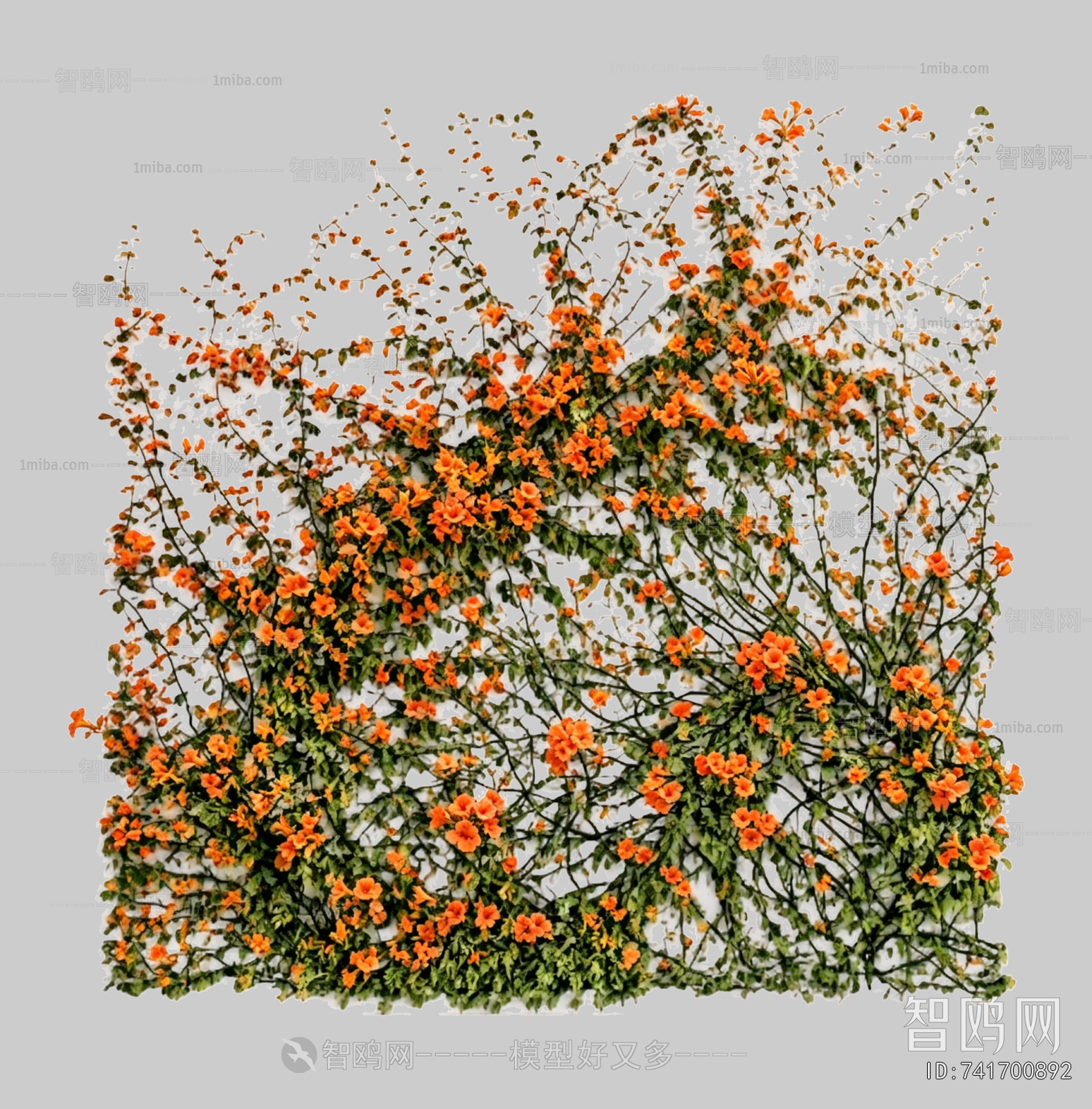 Plant Leaves