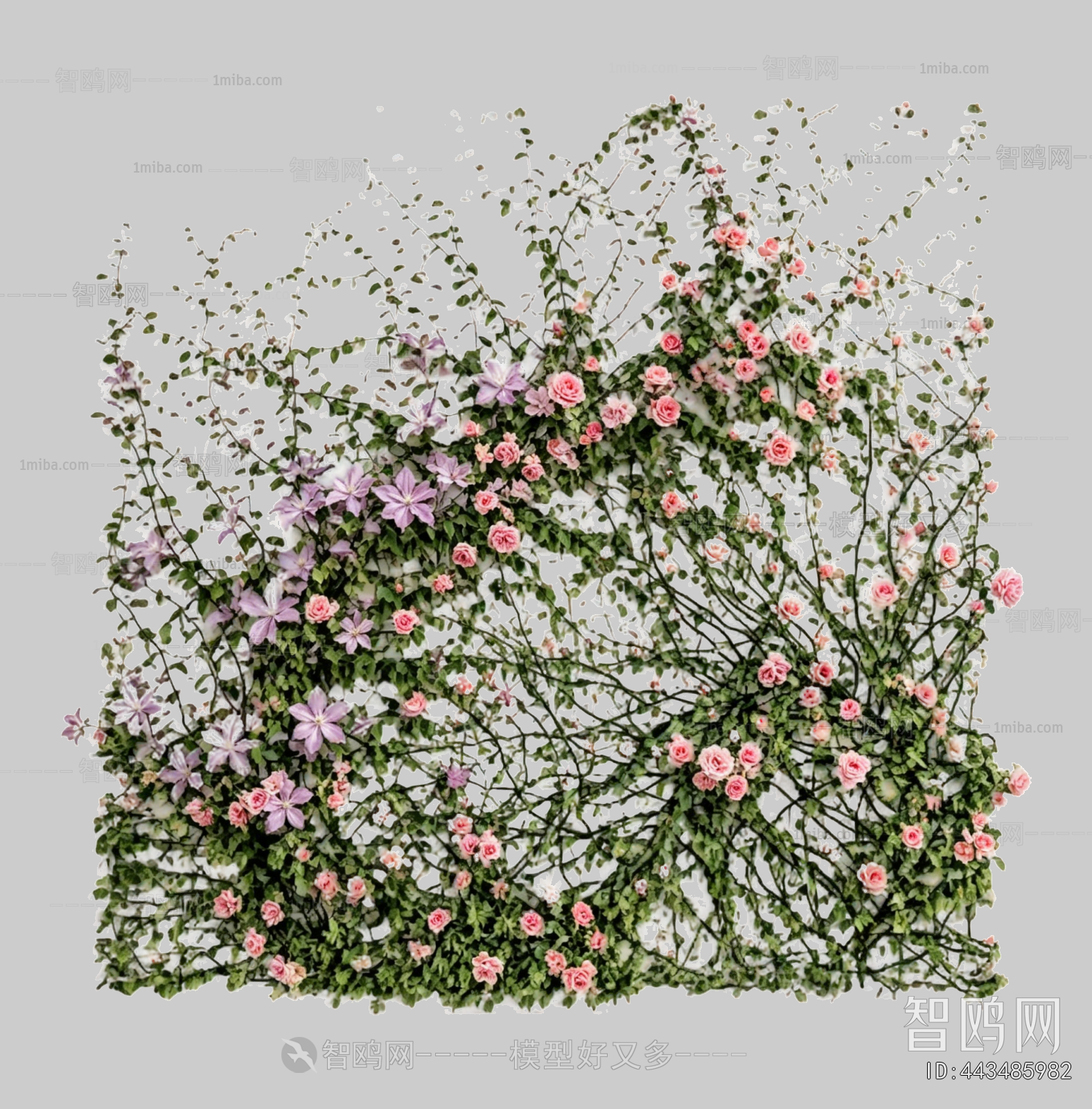 Plant Leaves