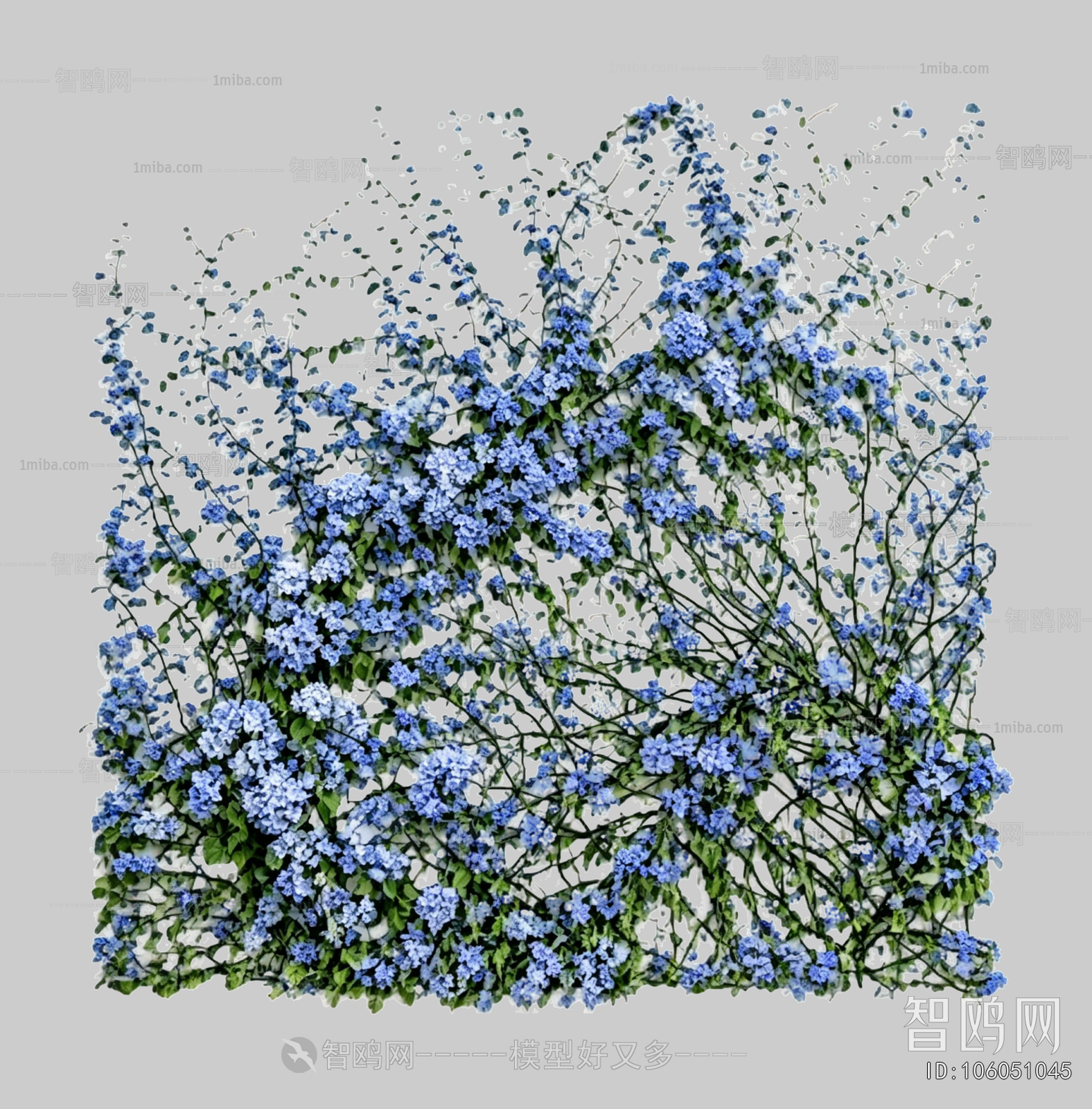 Plant Leaves