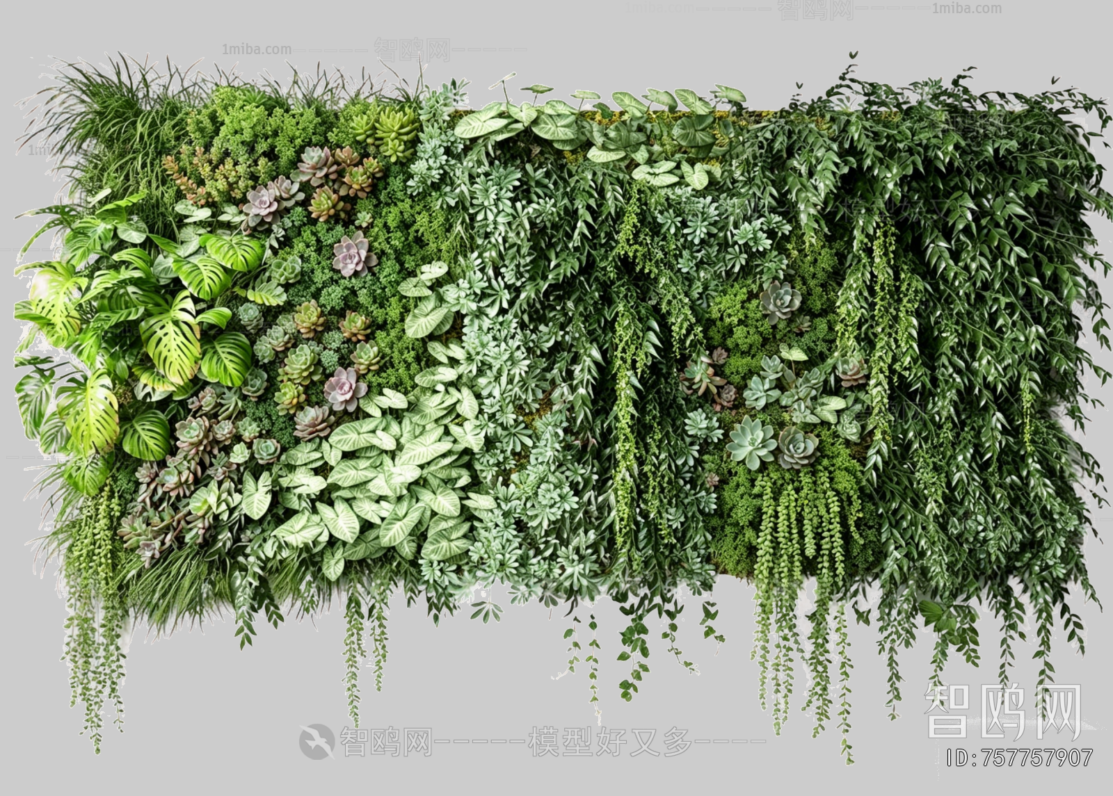 Plant Leaves