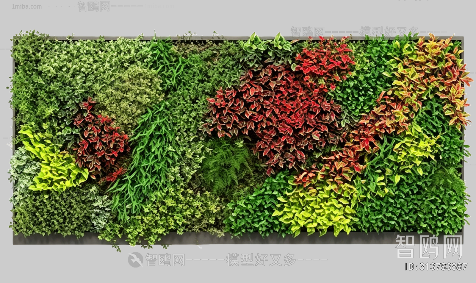Plant Leaves