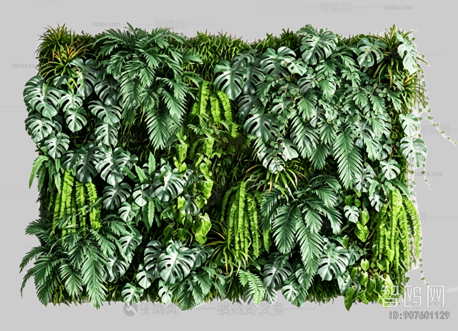 Plant Leaves