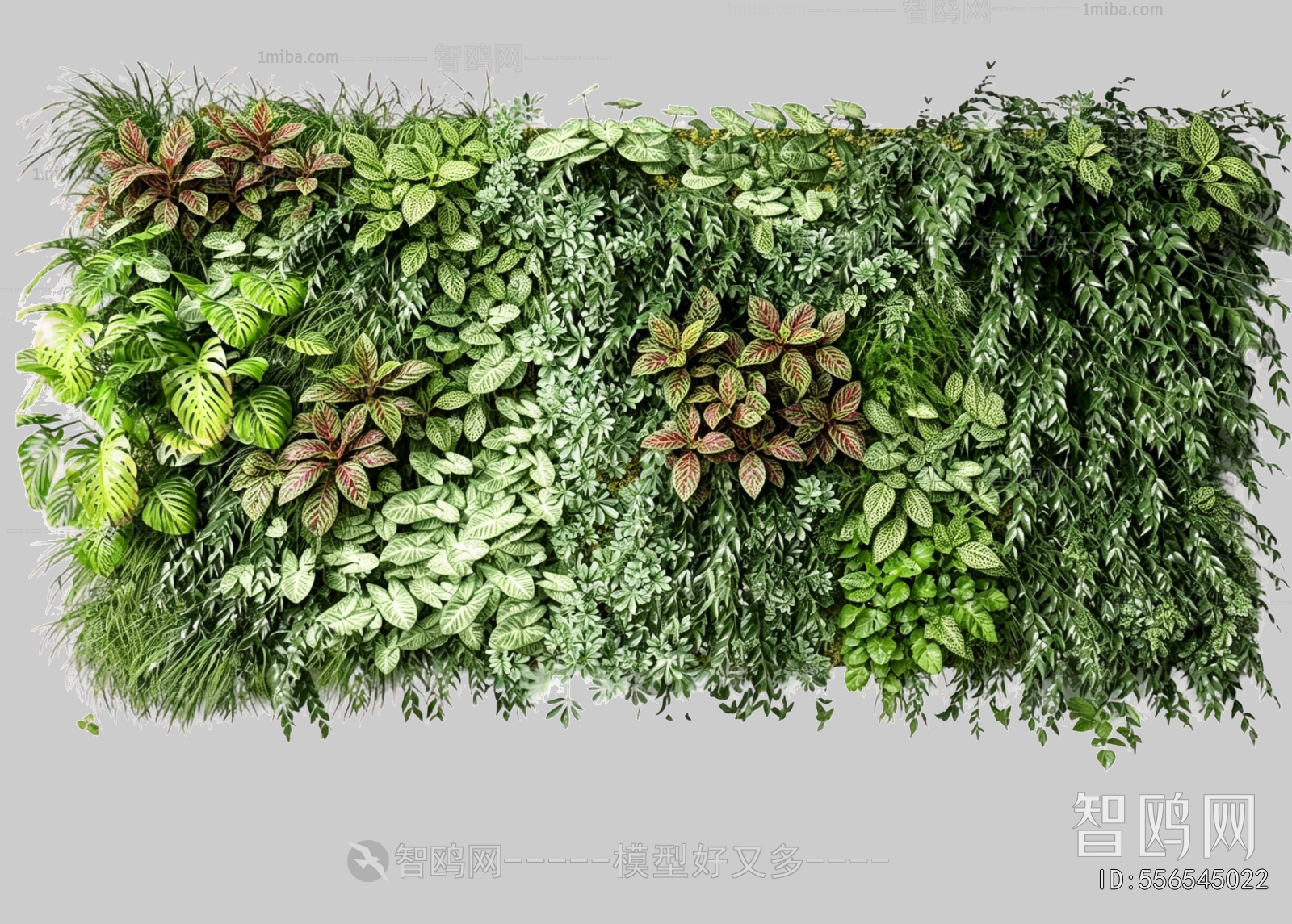 Plant Leaves