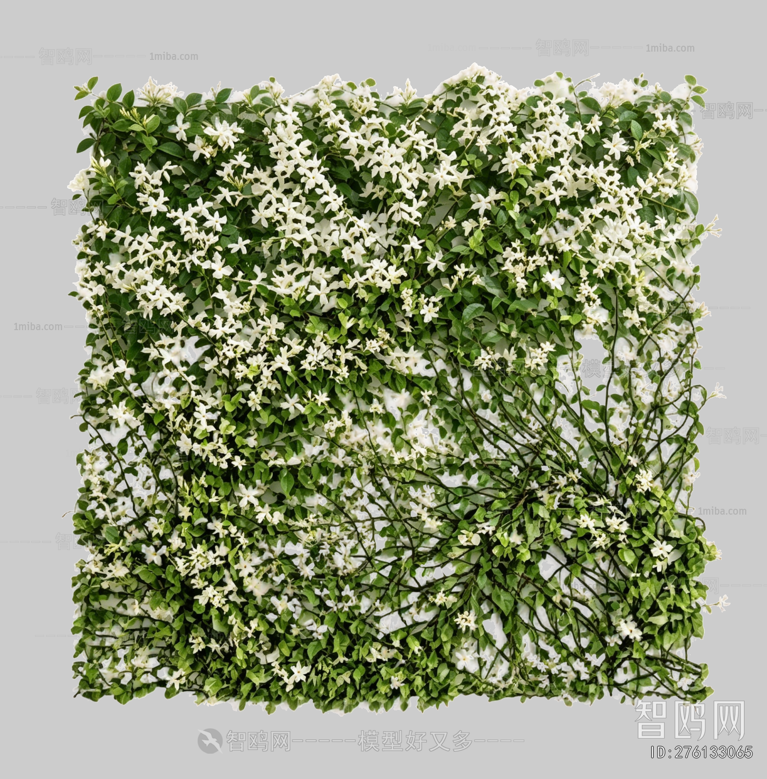 Plant Leaves