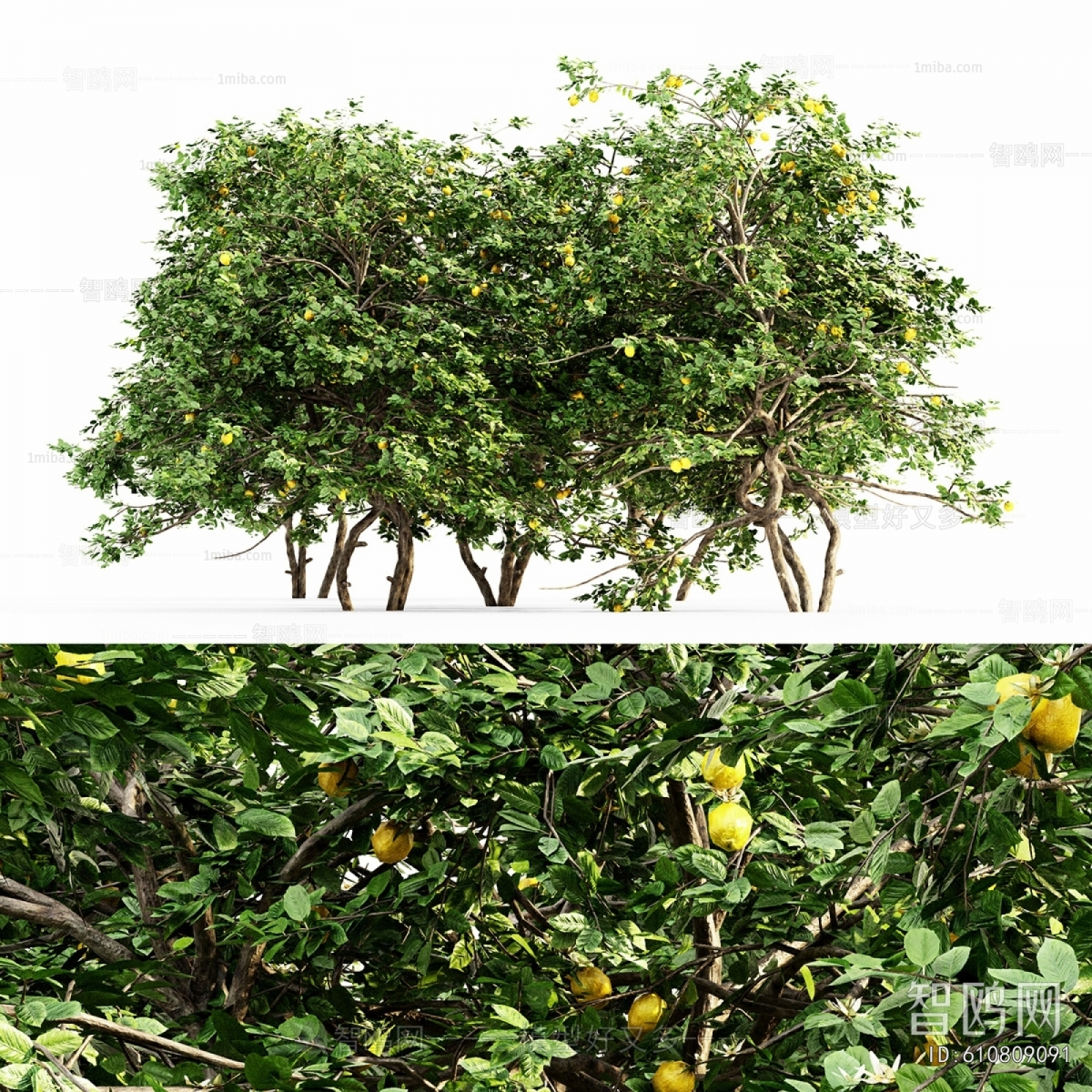 Modern Tree