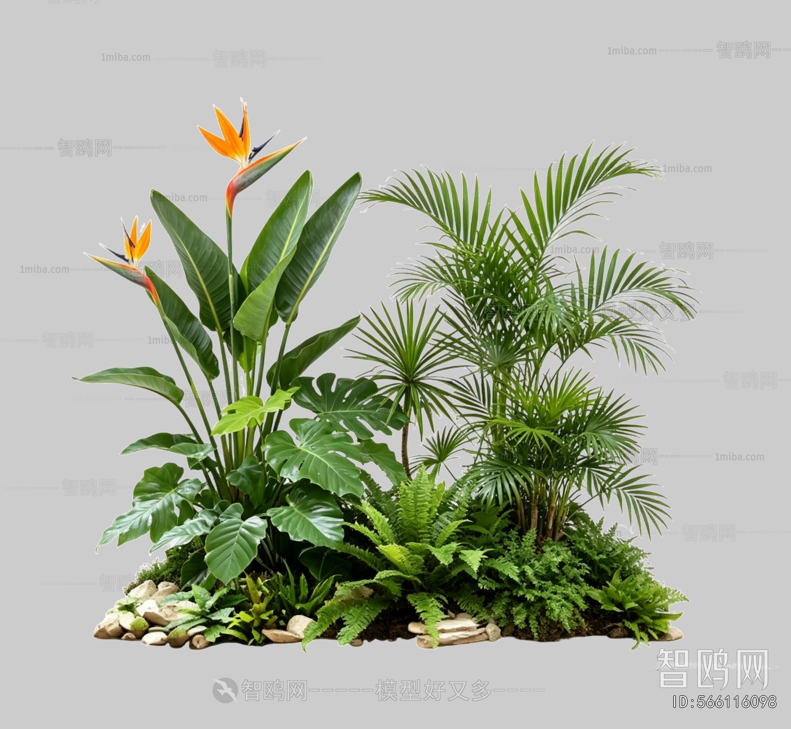 Plant Leaves