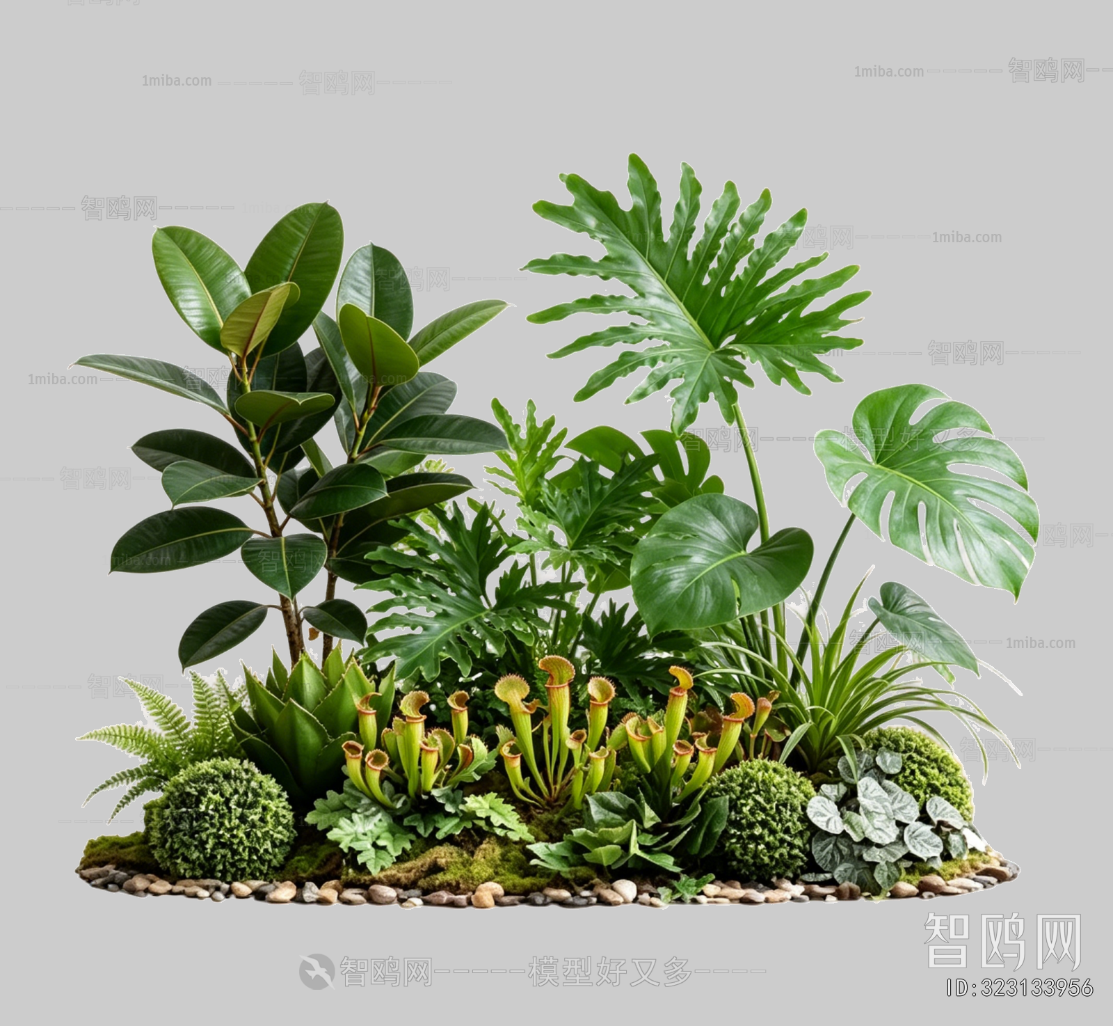 Plant Leaves