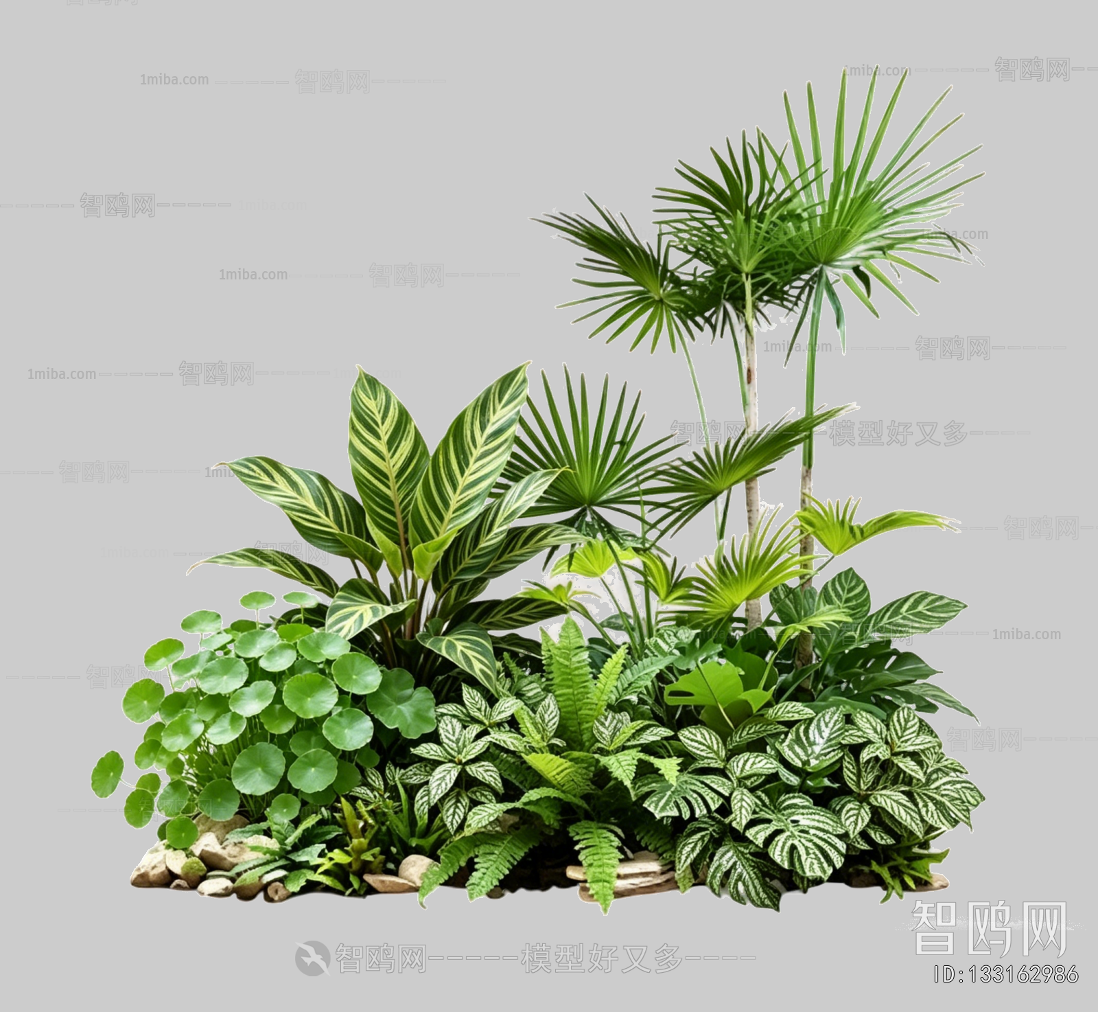 Plant Leaves