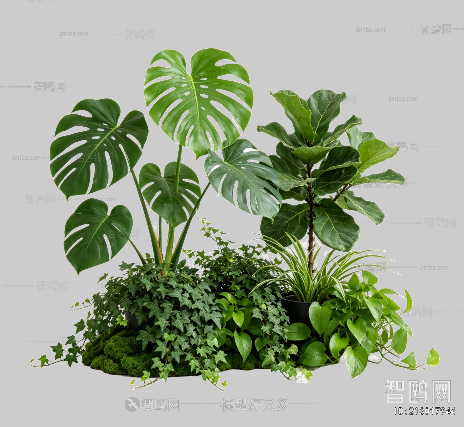 Plant Leaves
