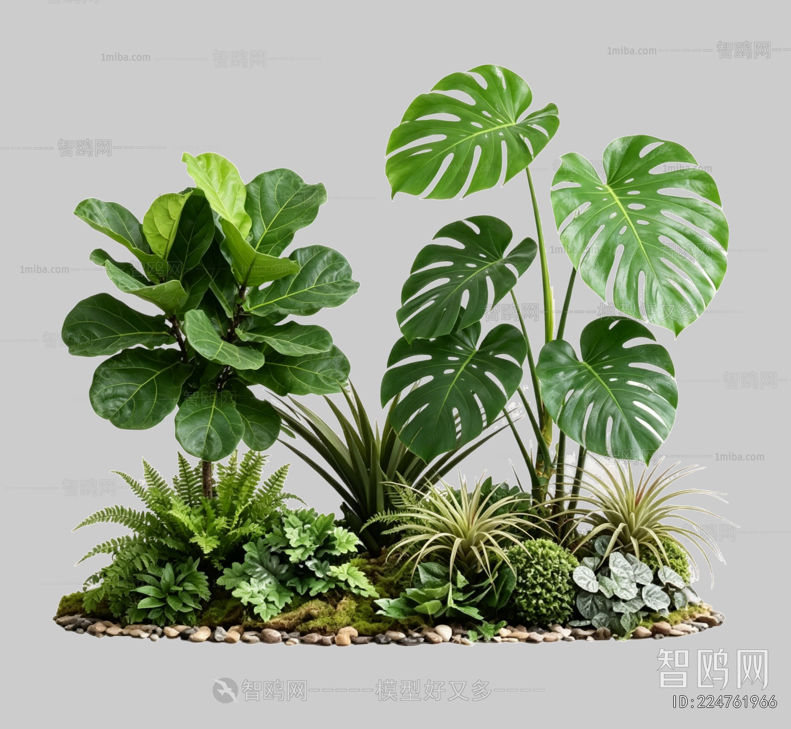 Plant Leaves