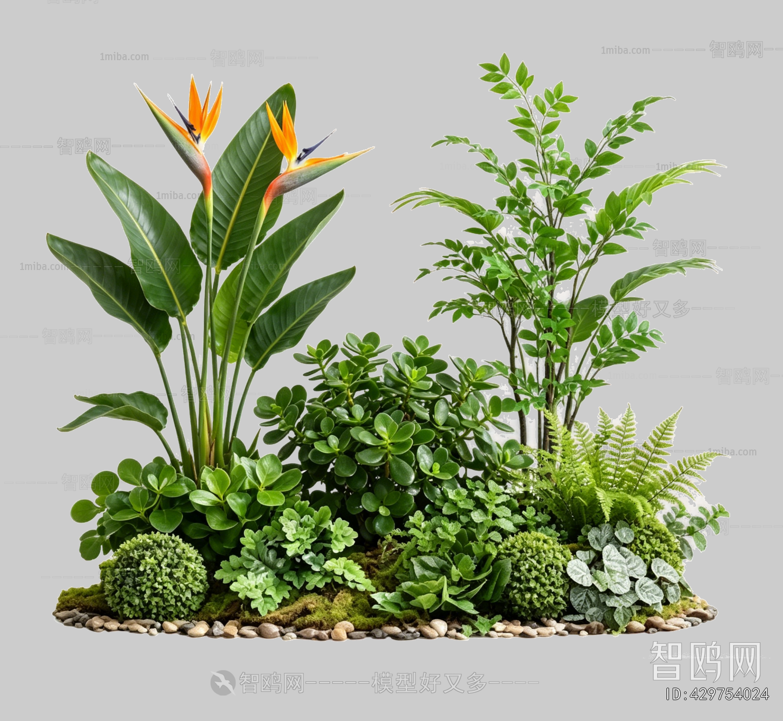 Plant Leaves