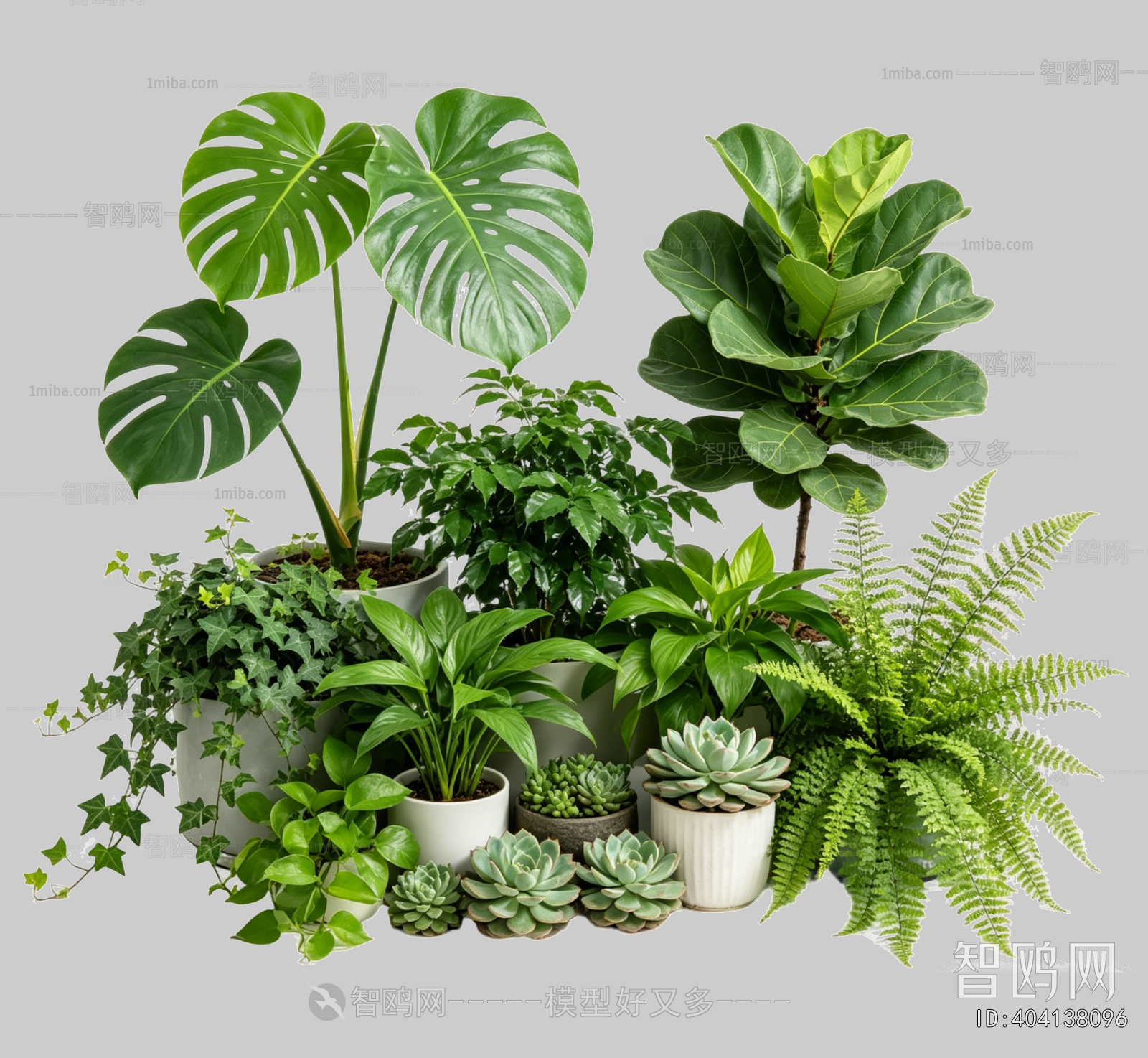 Plant Leaves