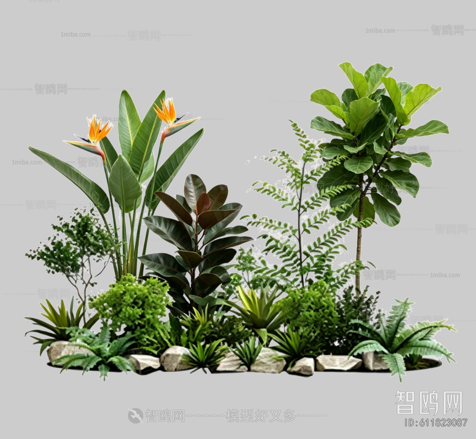 Plant Leaves