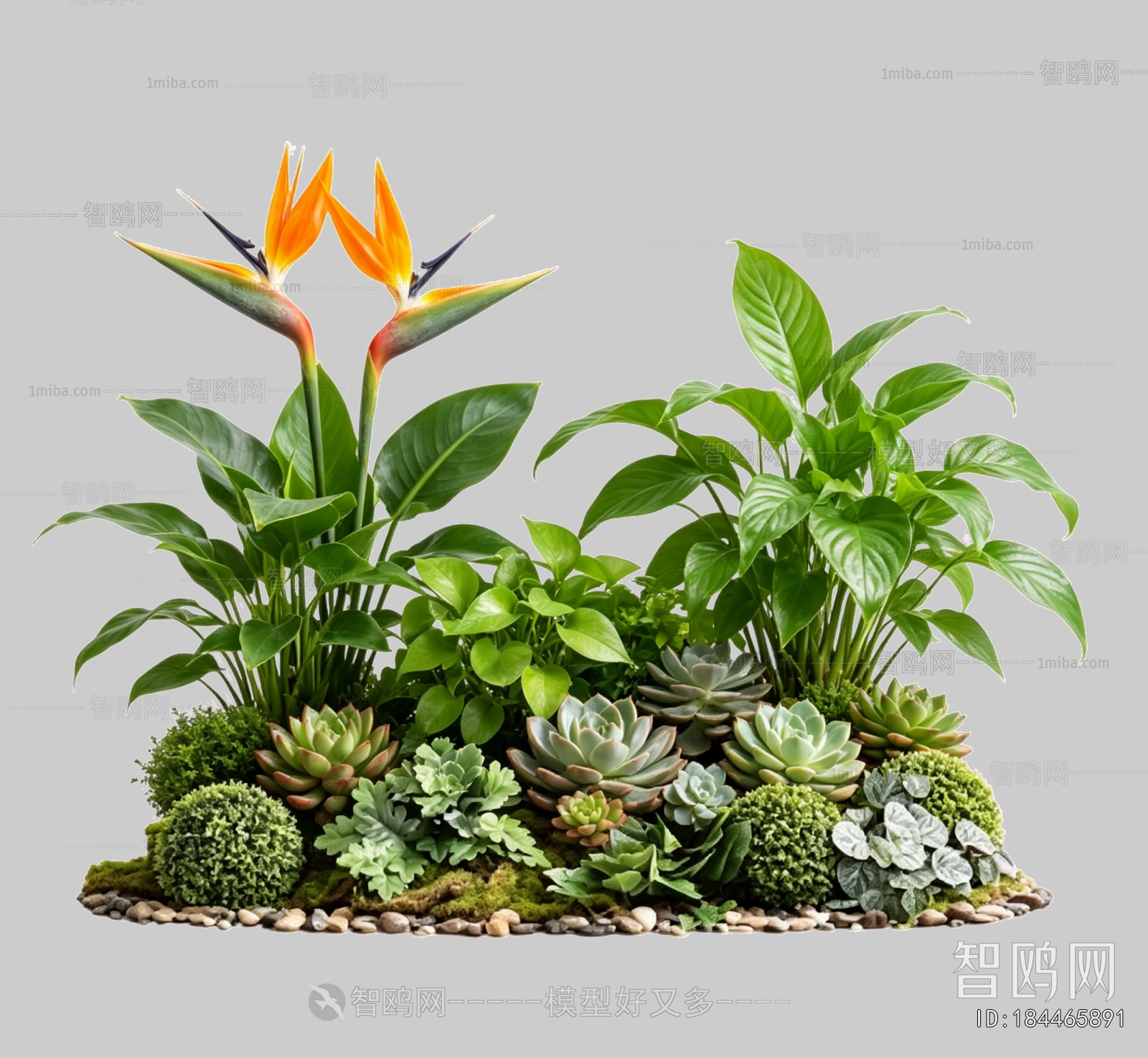 Plant Leaves
