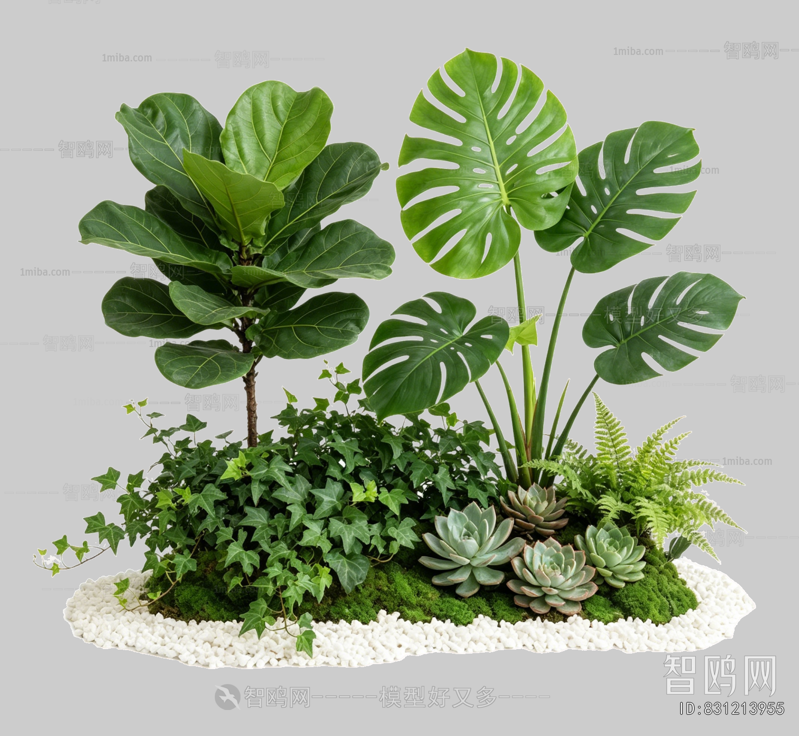 Plant Leaves