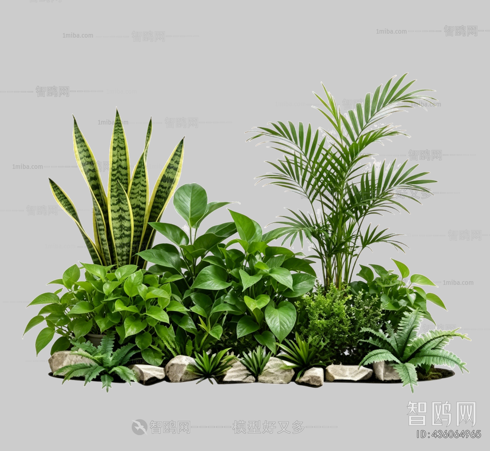 Plant Leaves