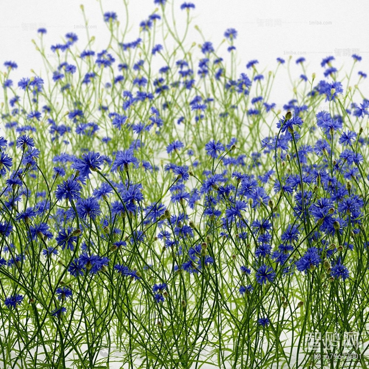Modern Flowers And Grass