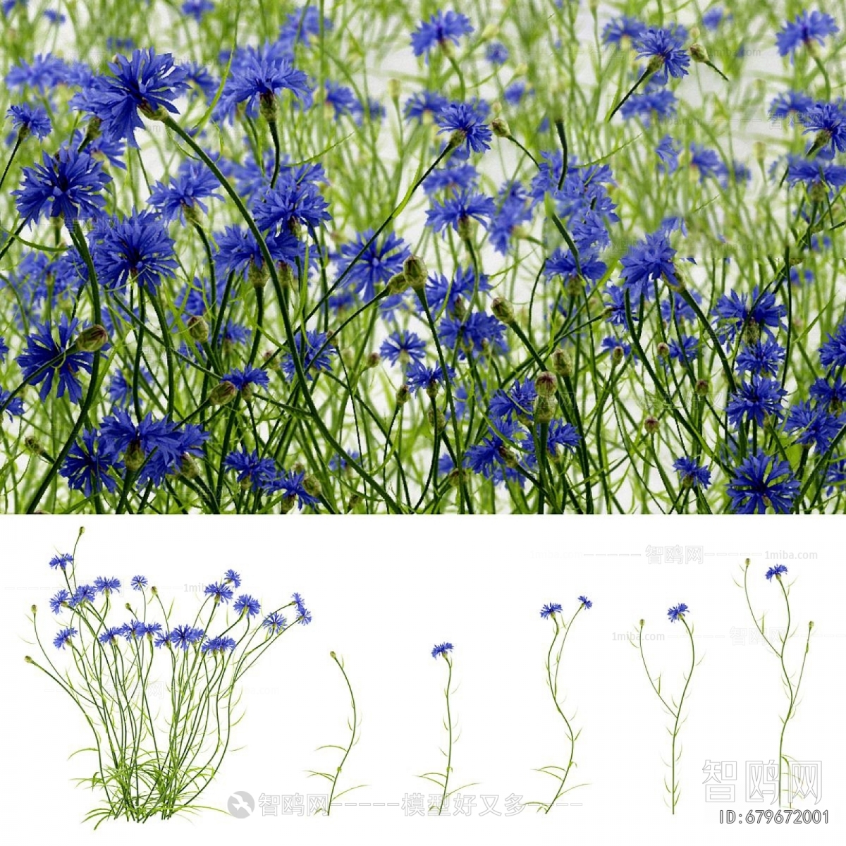 Modern Flowers And Grass