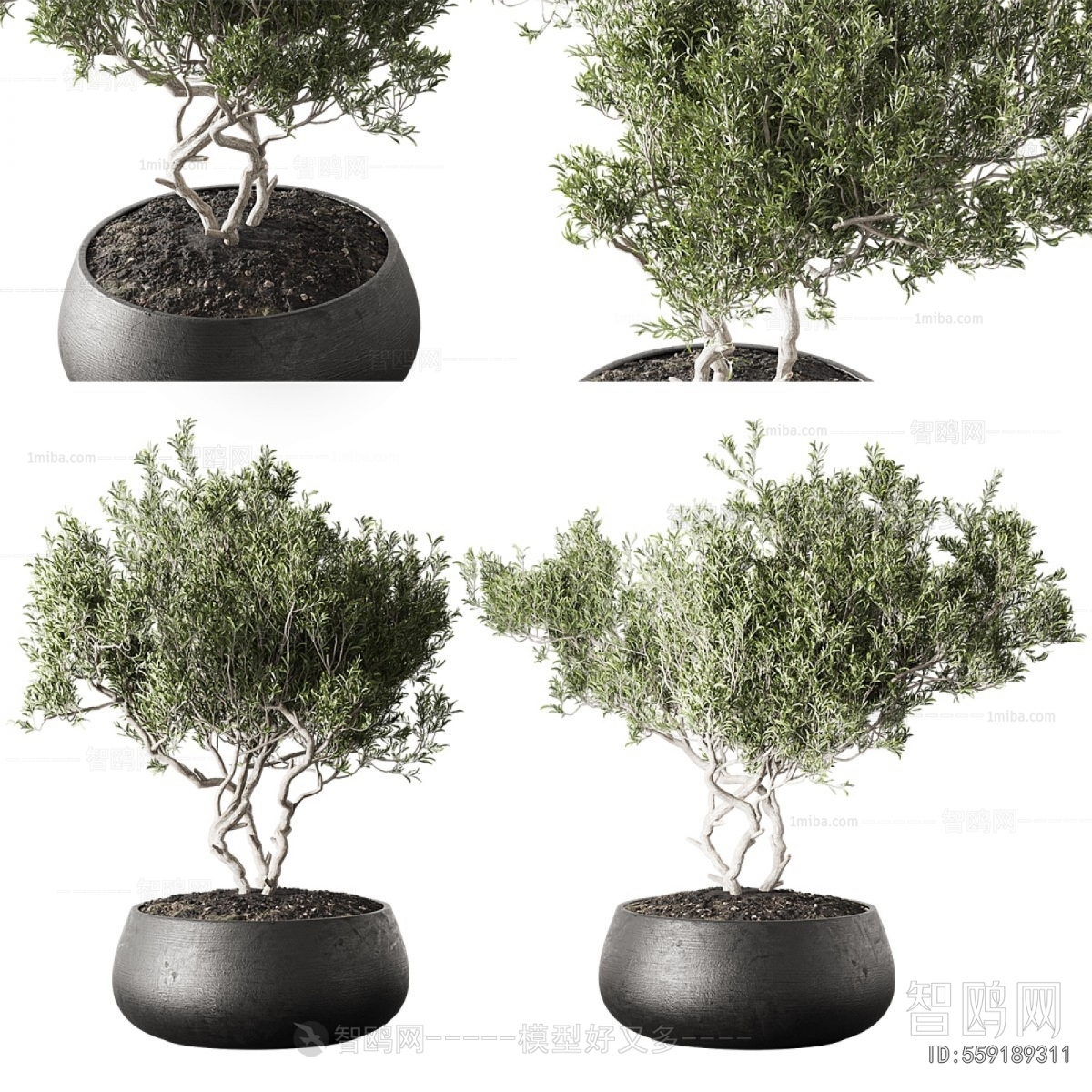 Modern Ground Green Plant Potted Plants