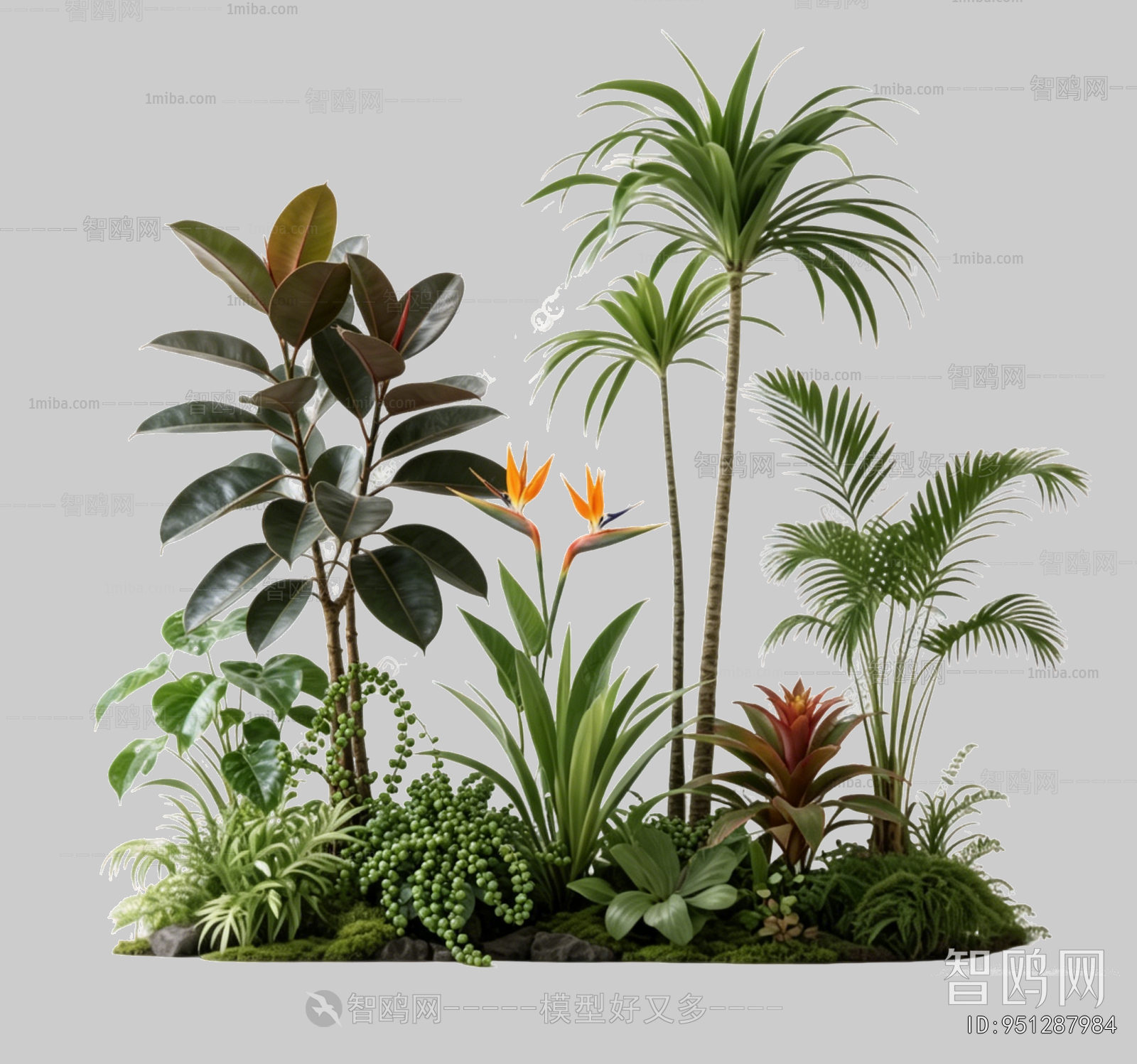 Plant Leaves