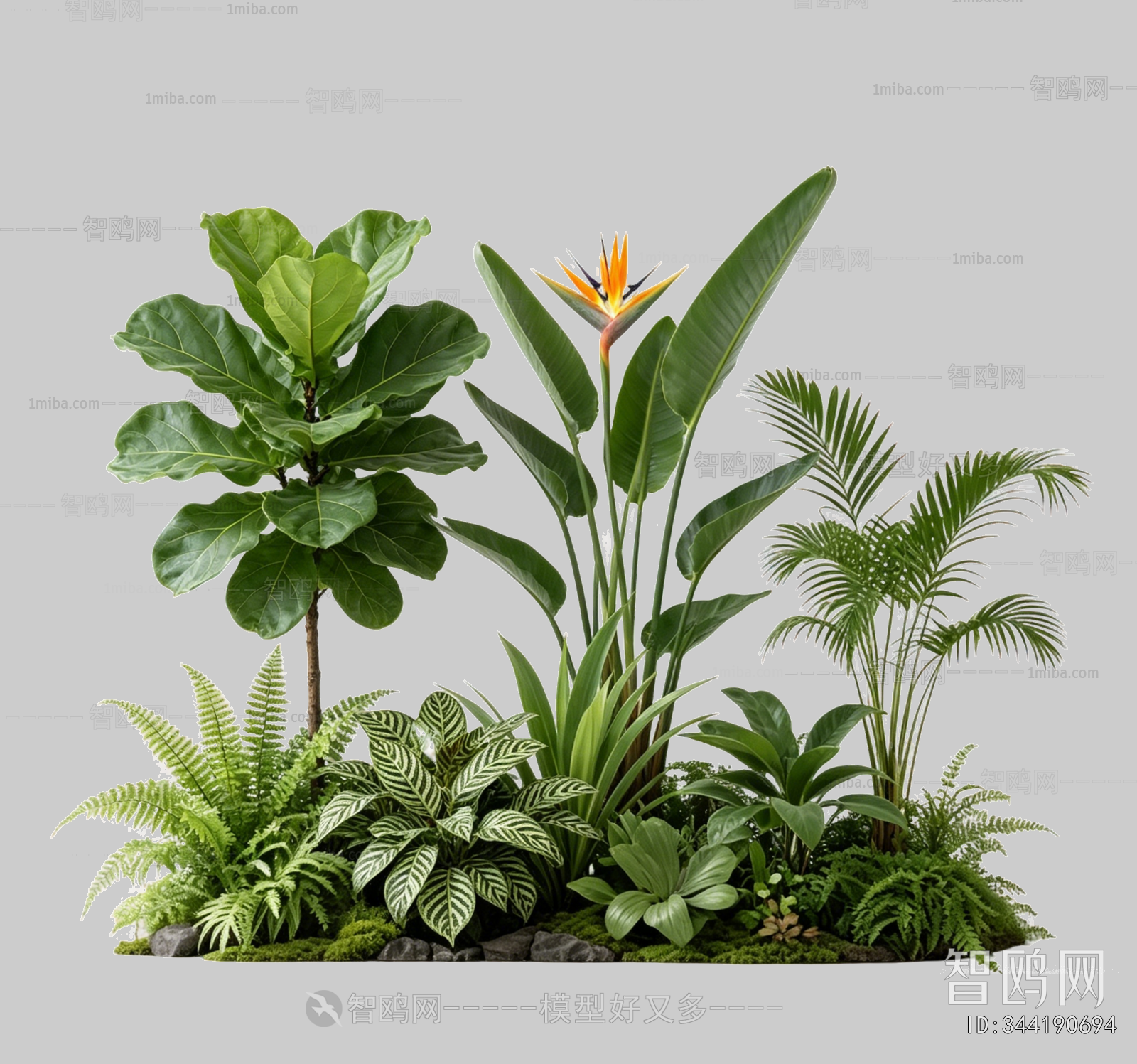 Plant Leaves