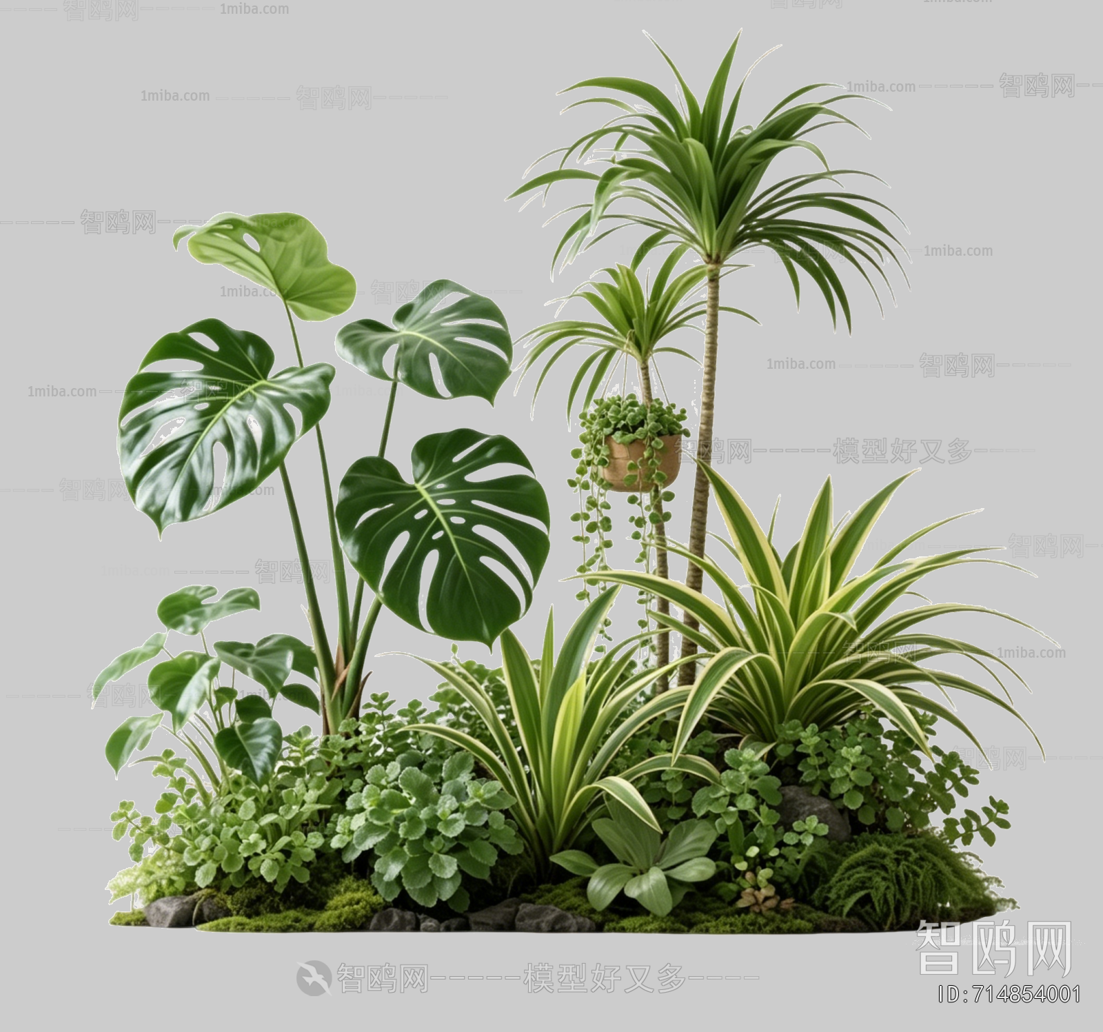 Plant Leaves