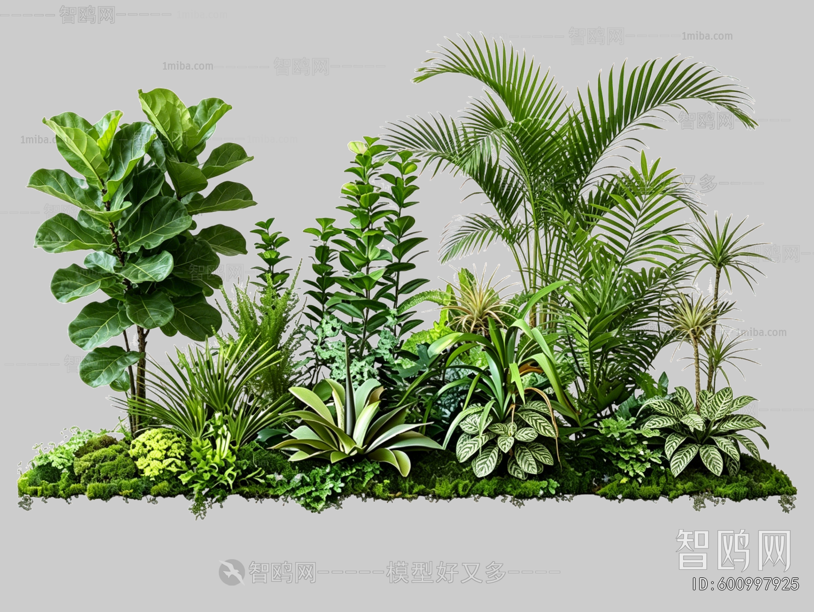Plant Leaves