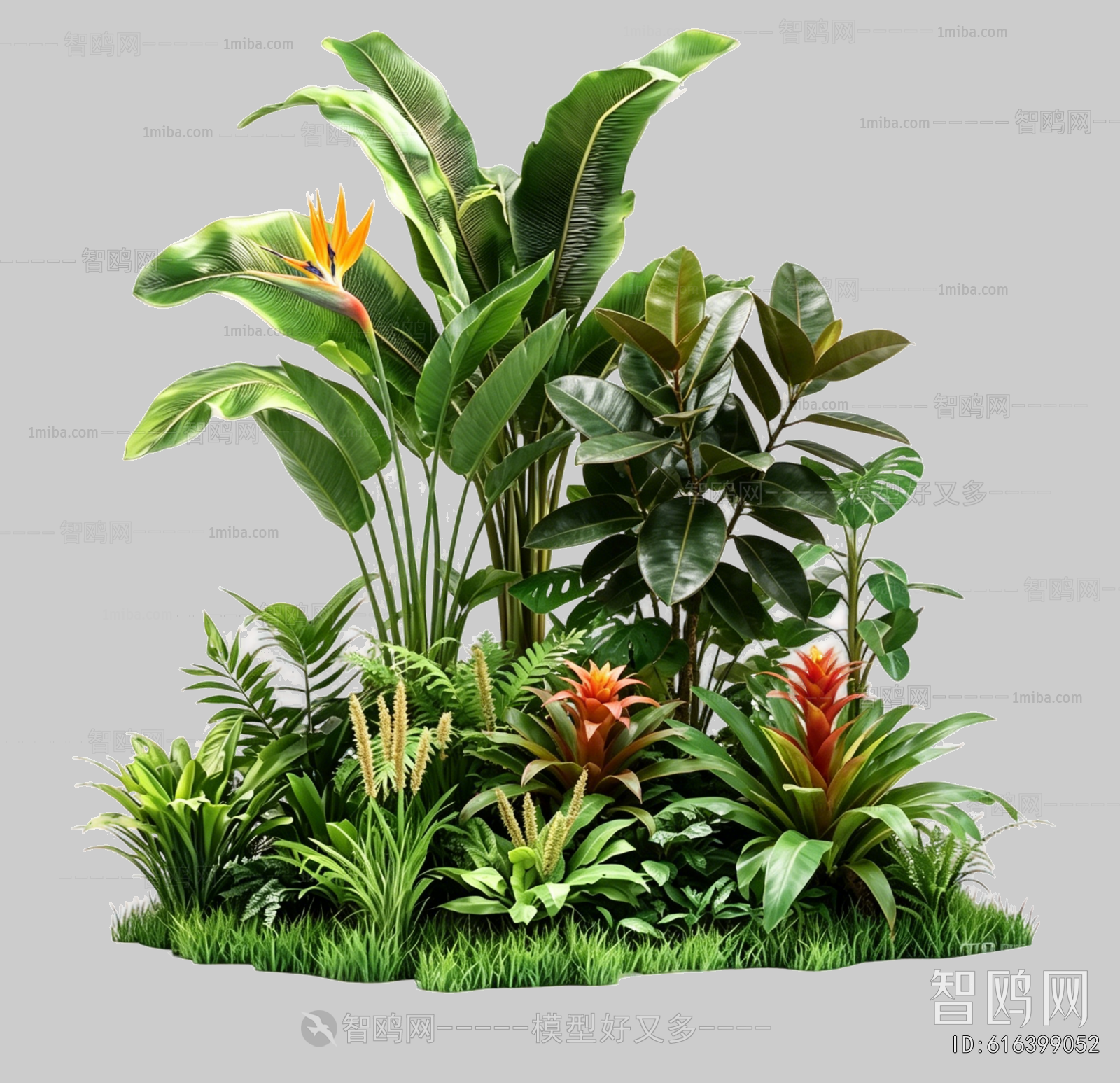 Plant Leaves