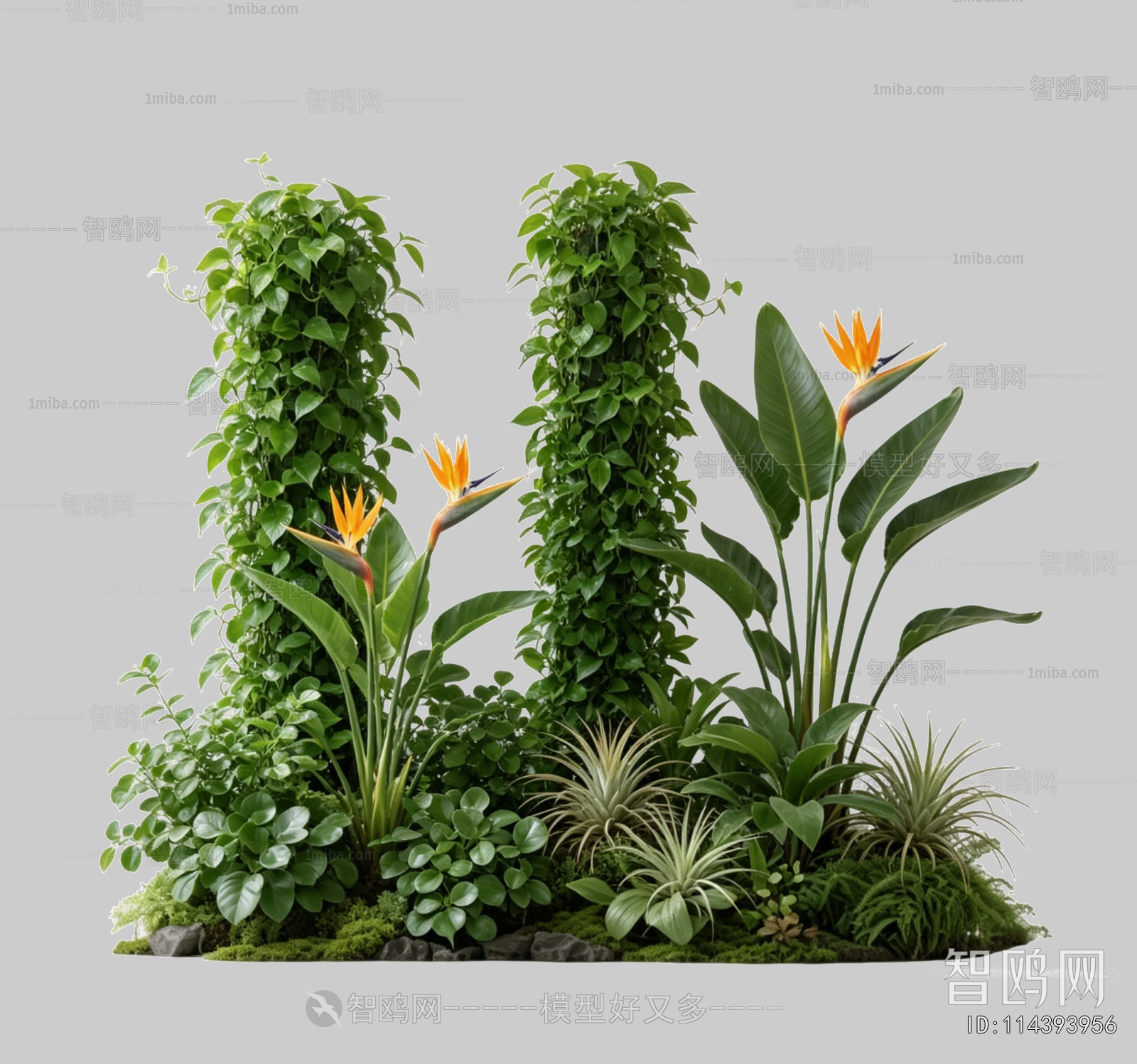 Plant Leaves