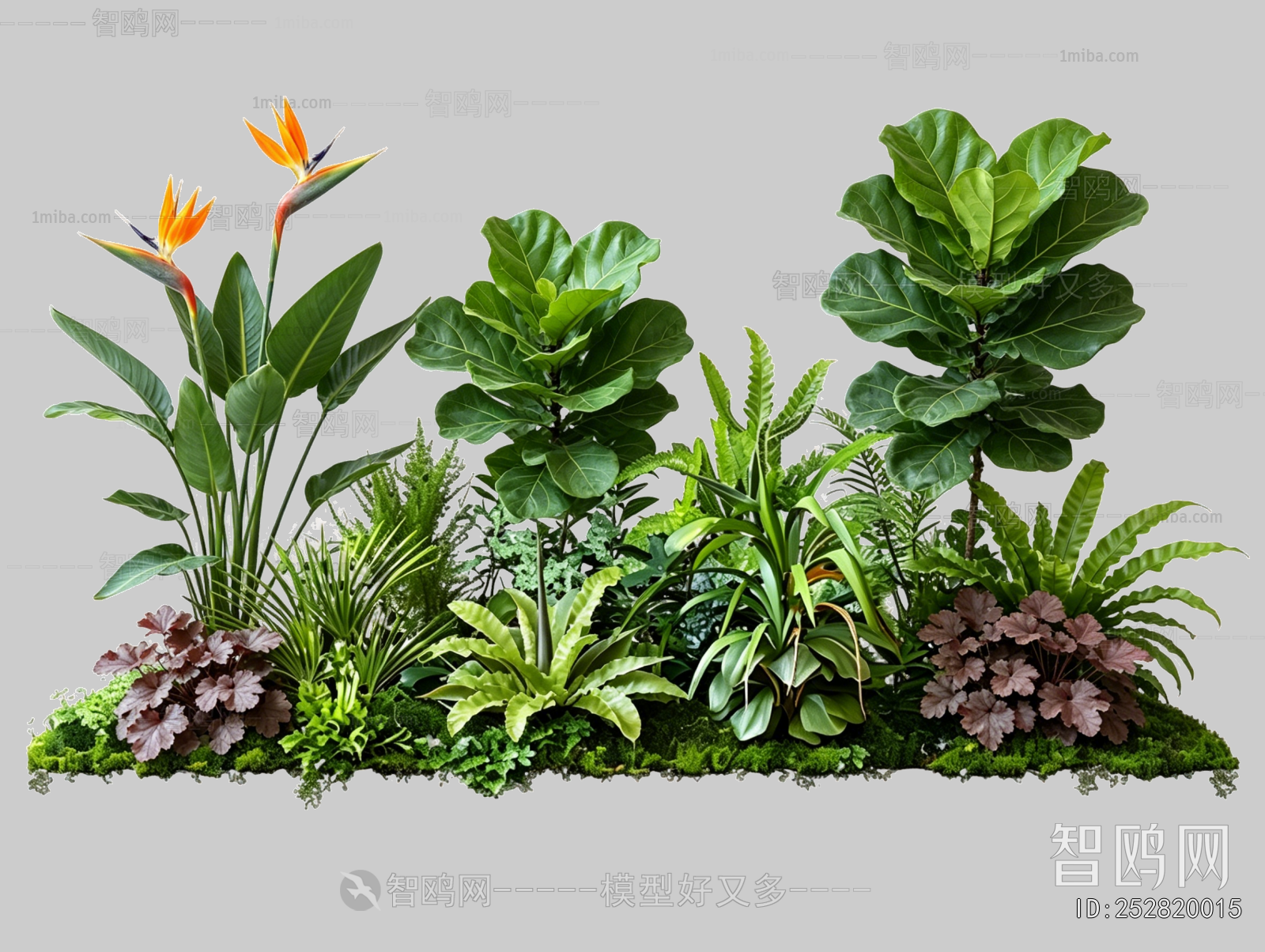 Plant Leaves
