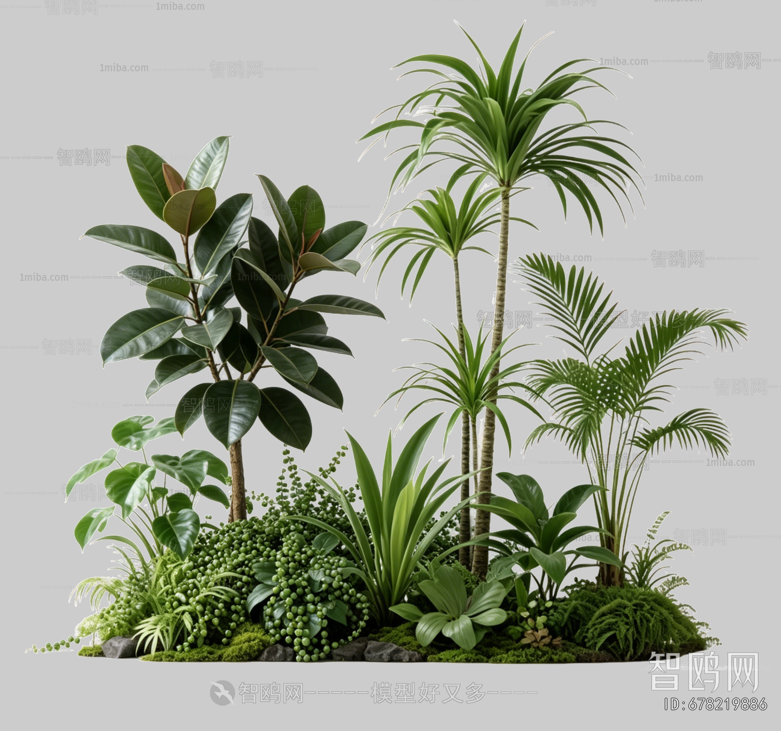 Plant Leaves