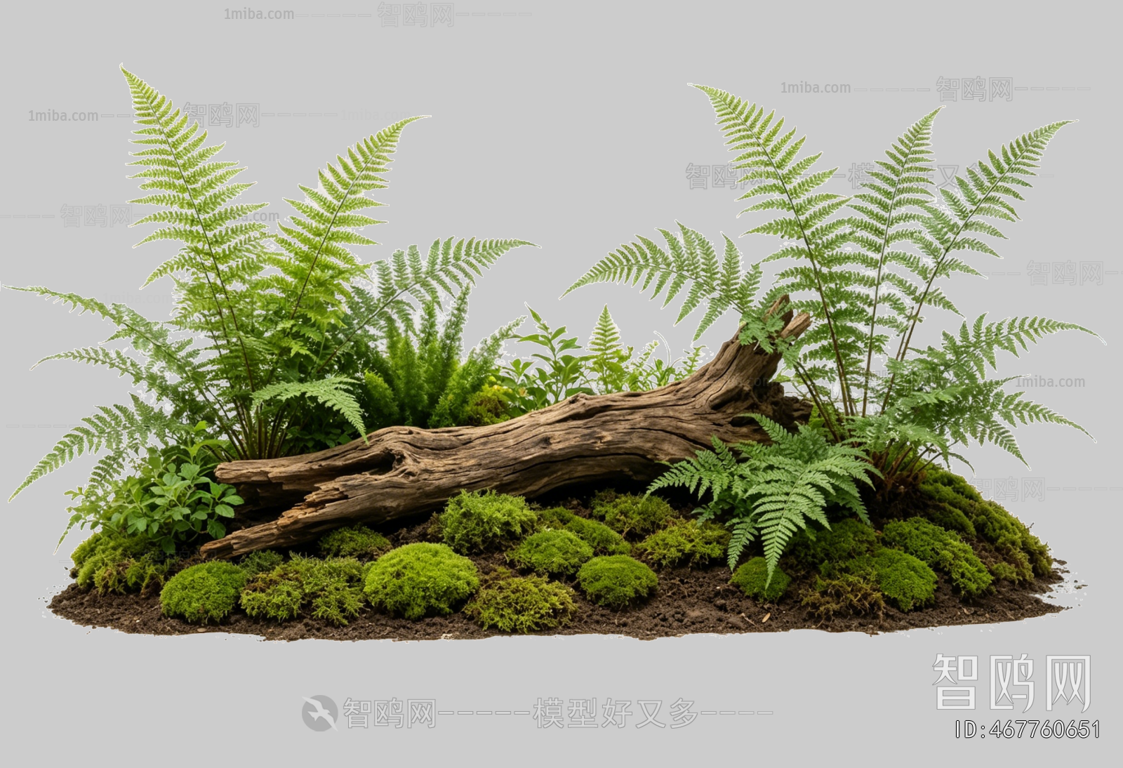 Plant Leaves