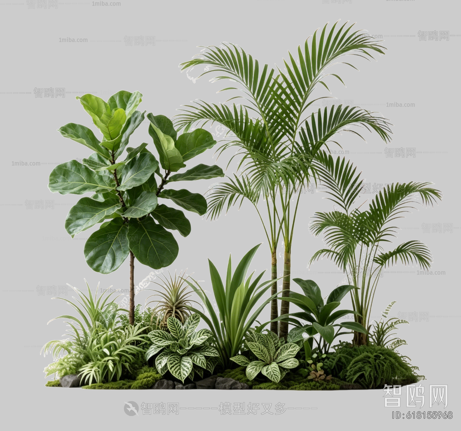 Plant Leaves