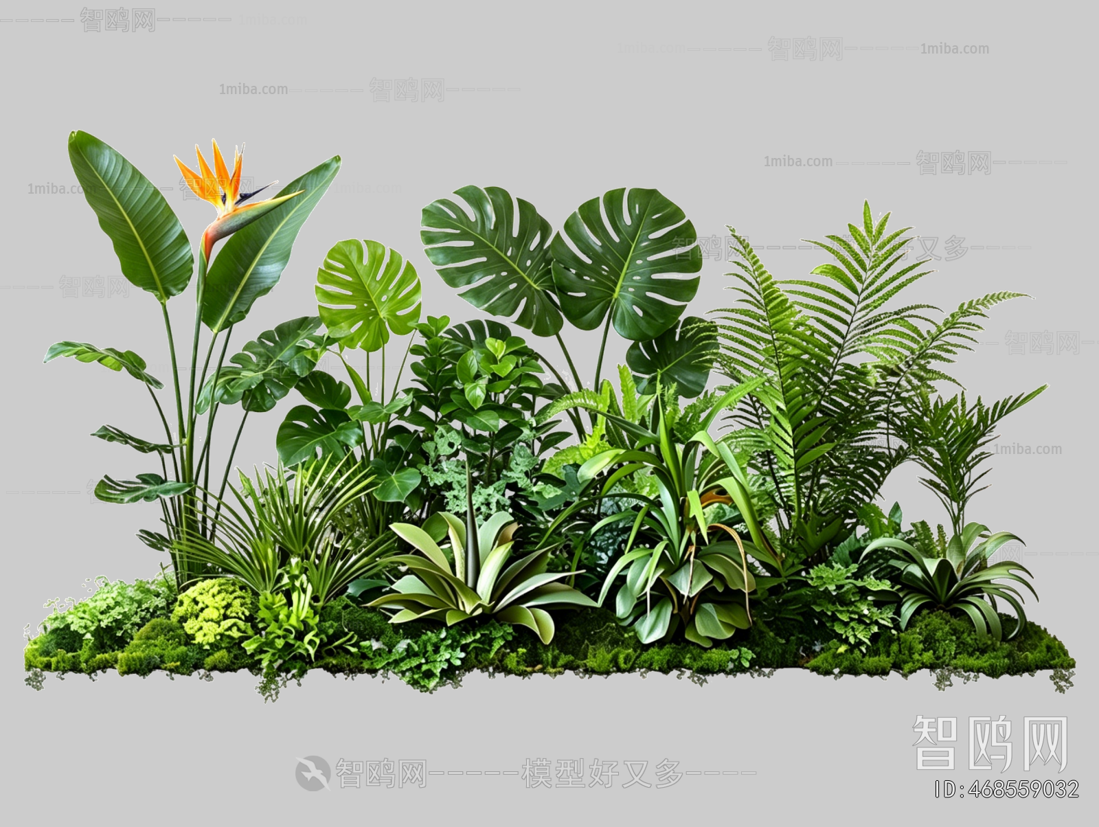 Plant Leaves