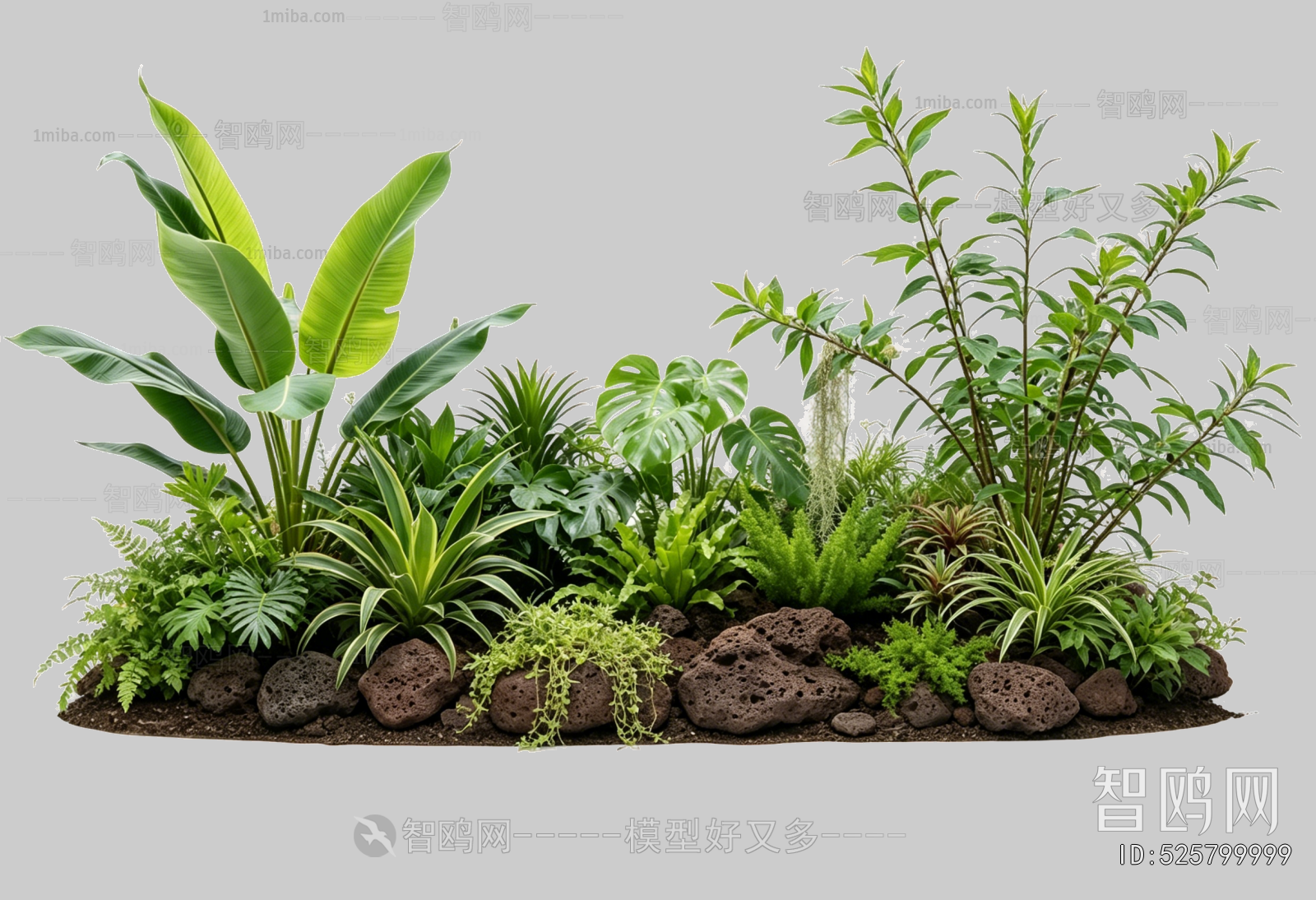Plant Leaves