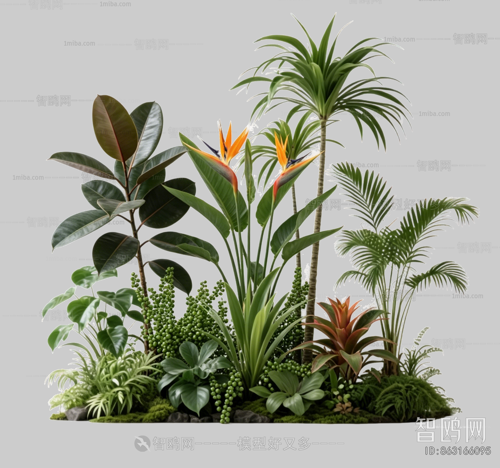 Plant Leaves