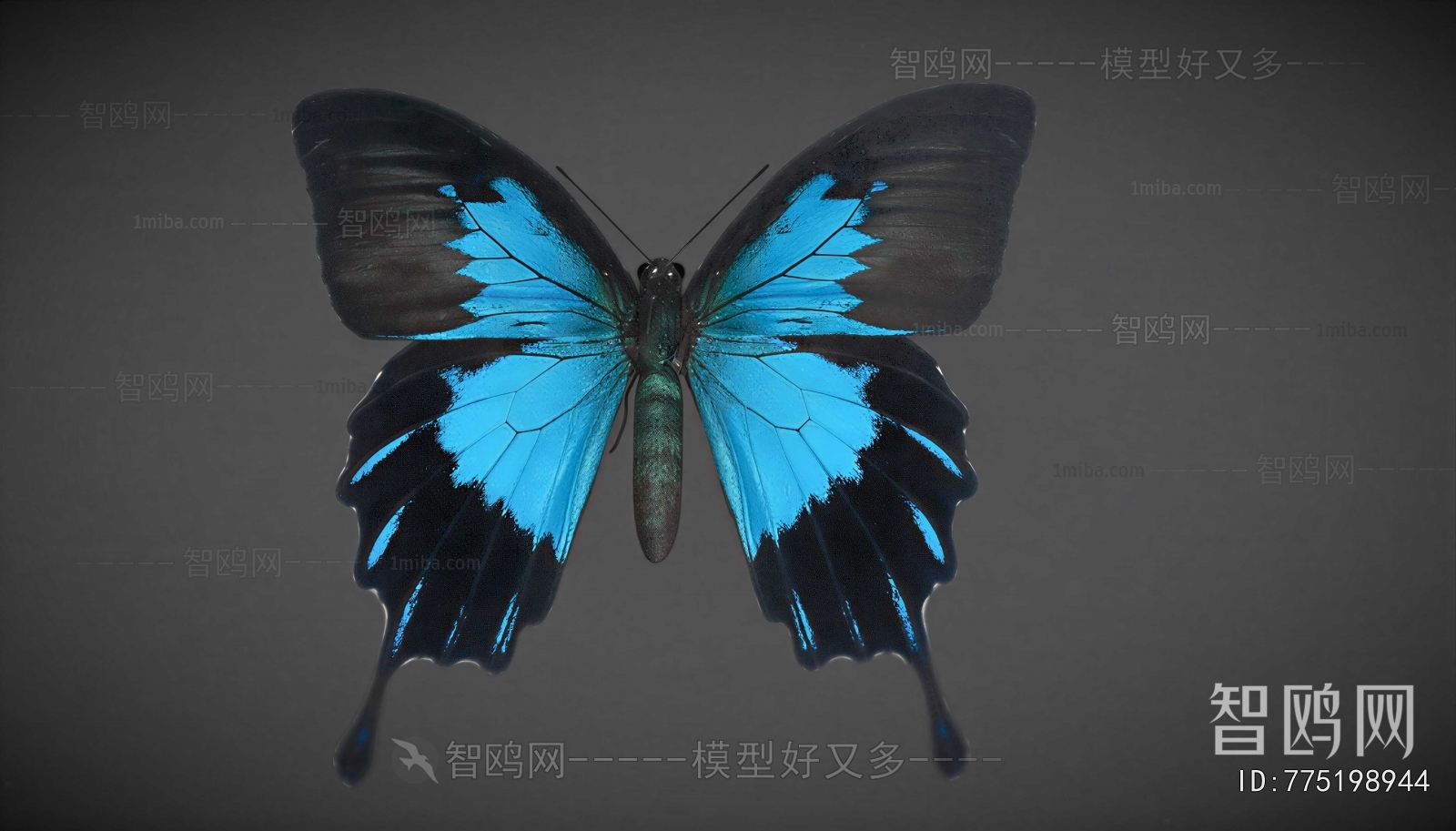 Modern Flying Animals
