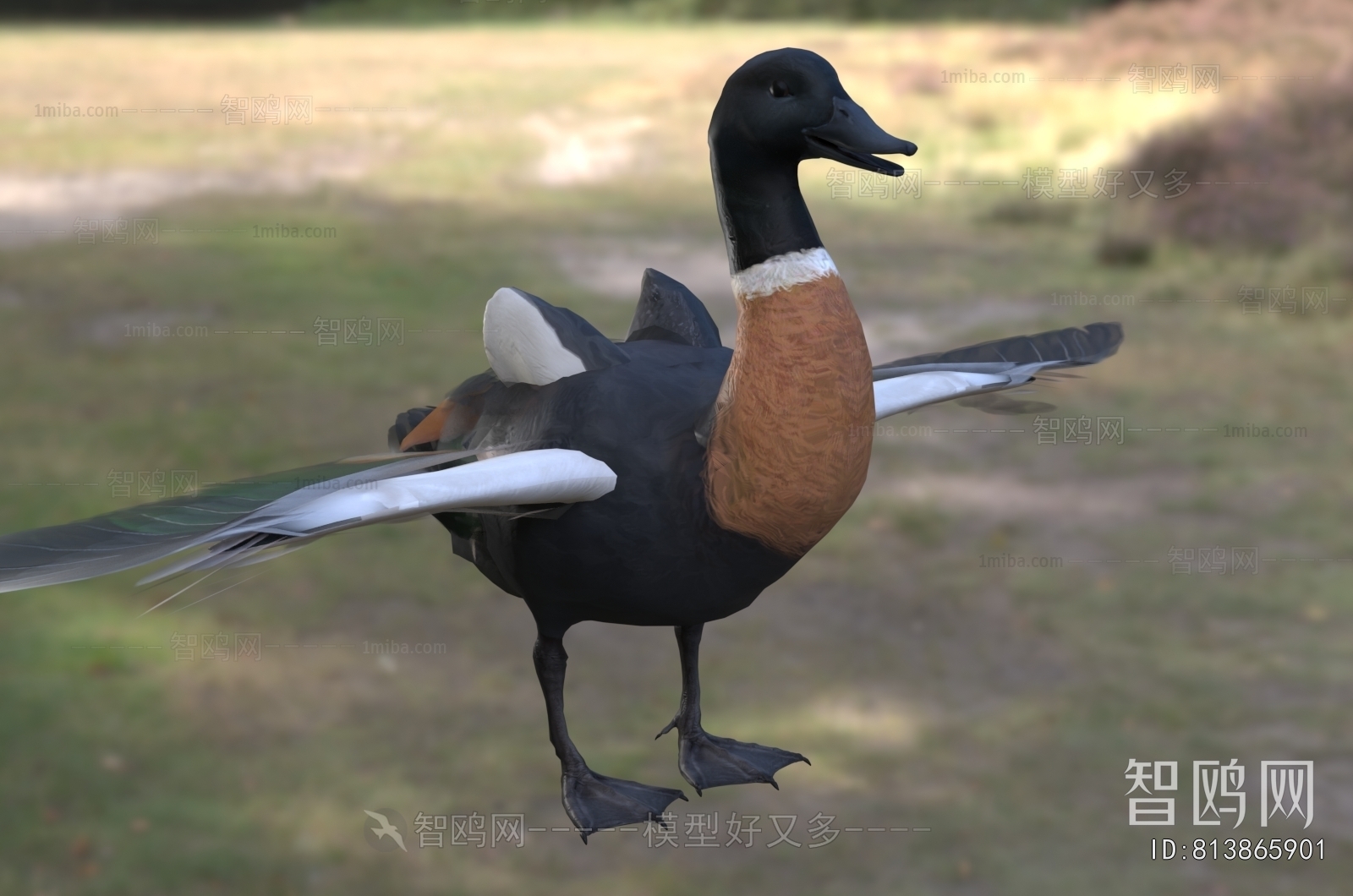 Modern Poultry Animal