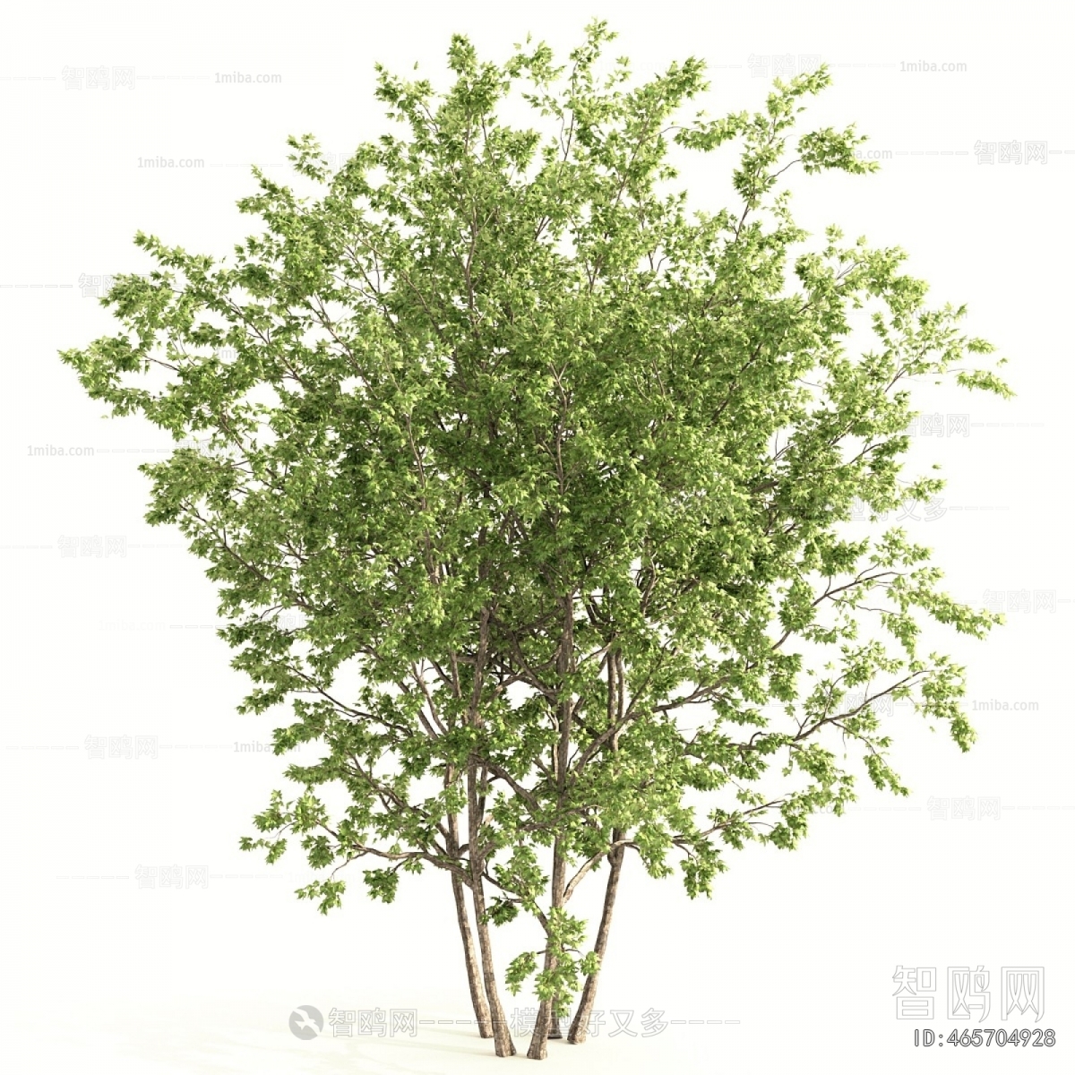 Modern Shrubbery