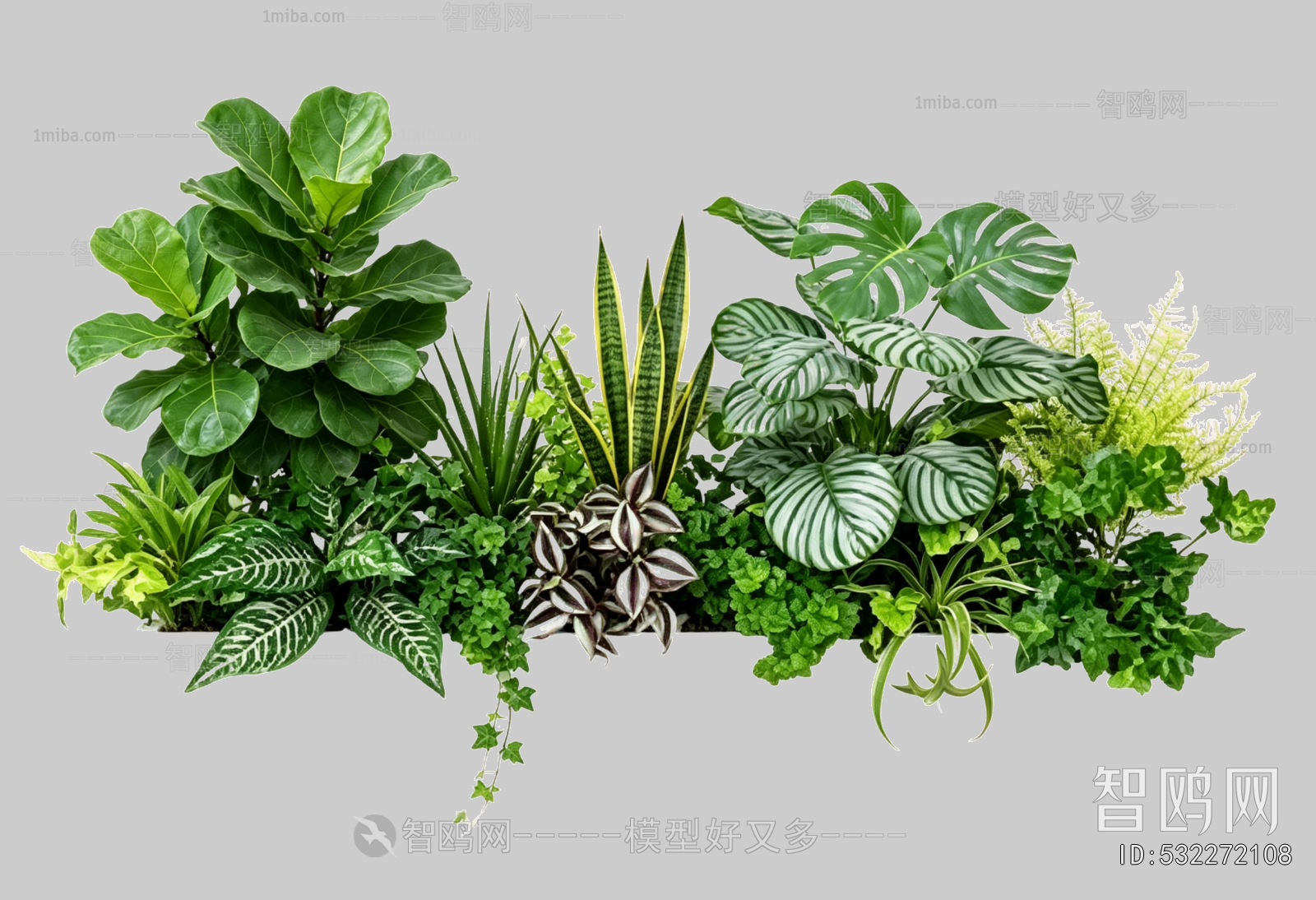 Plant Leaves