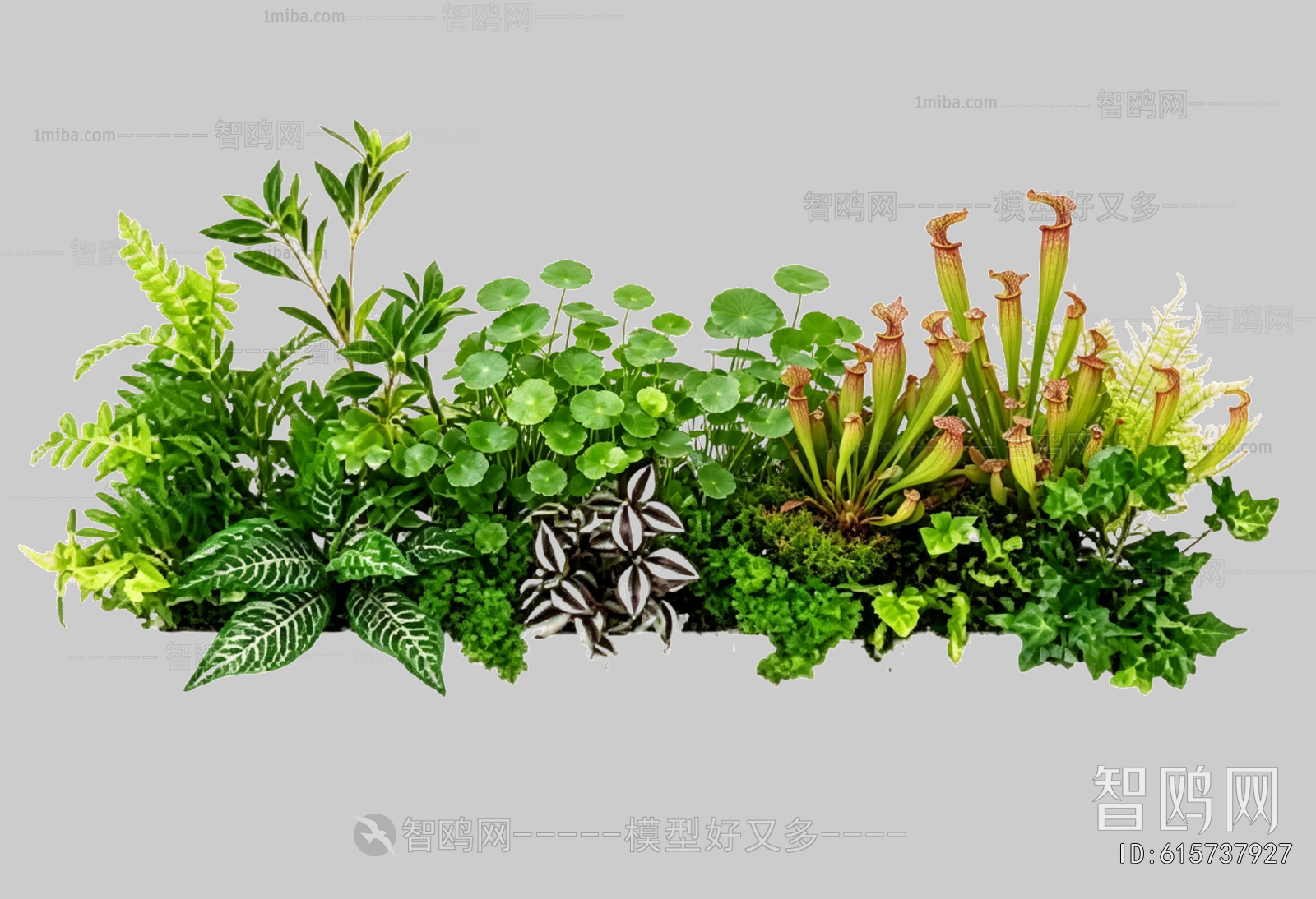 Plant Leaves