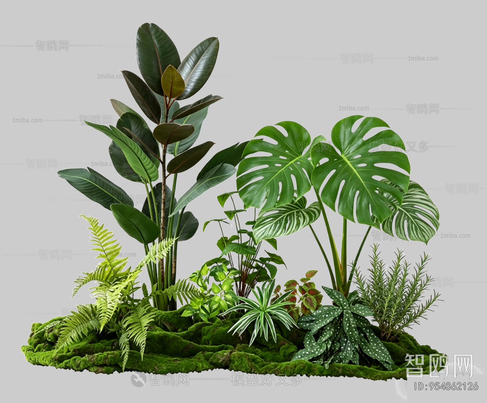 Plant Leaves