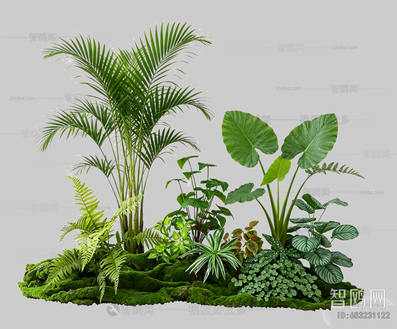 Plant Leaves