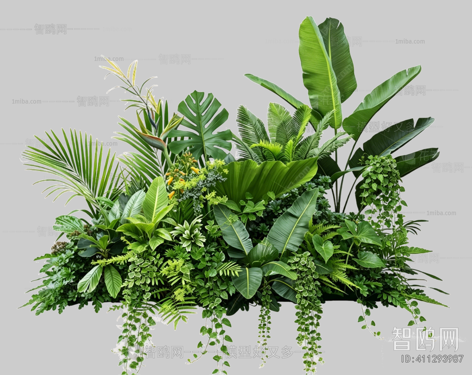 Plant Leaves