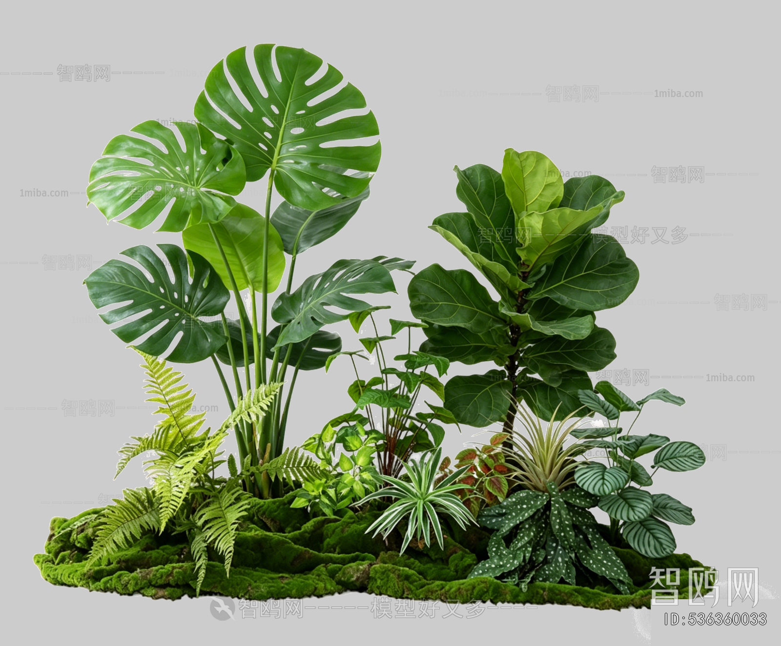 Plant Leaves