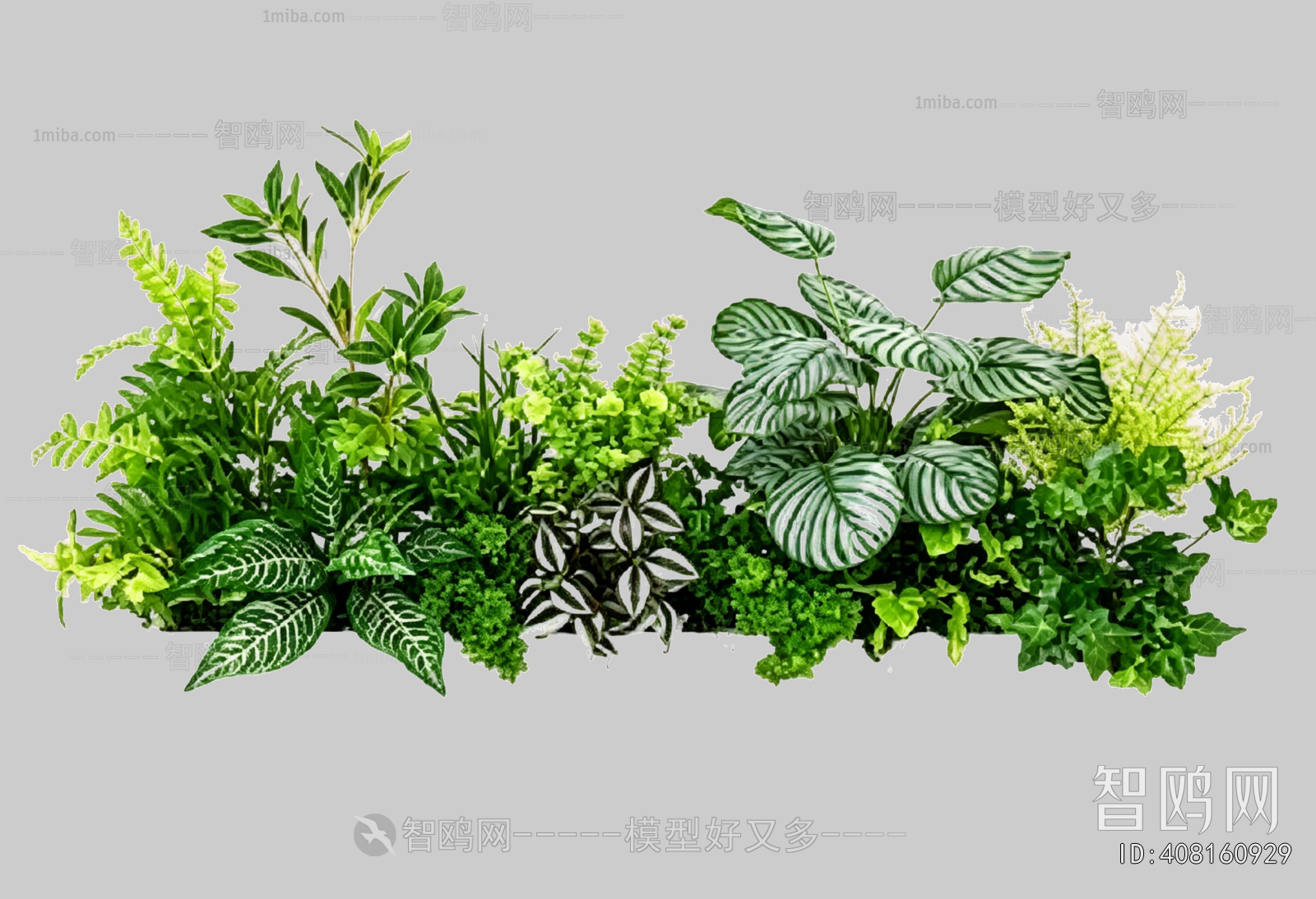 Plant Leaves